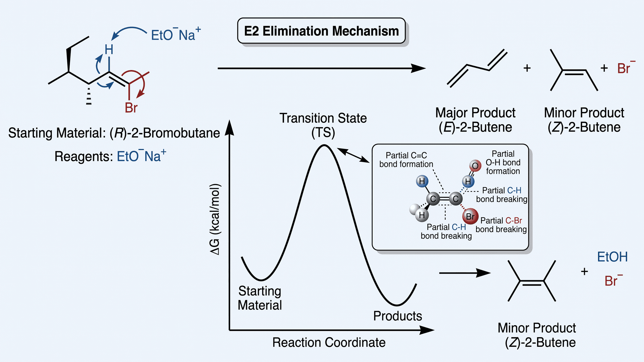 Eliminación E2 — Figura de eliminación E2 concertada con abstracción de hidrógeno beta antiperiplanar y formación de alqueno.