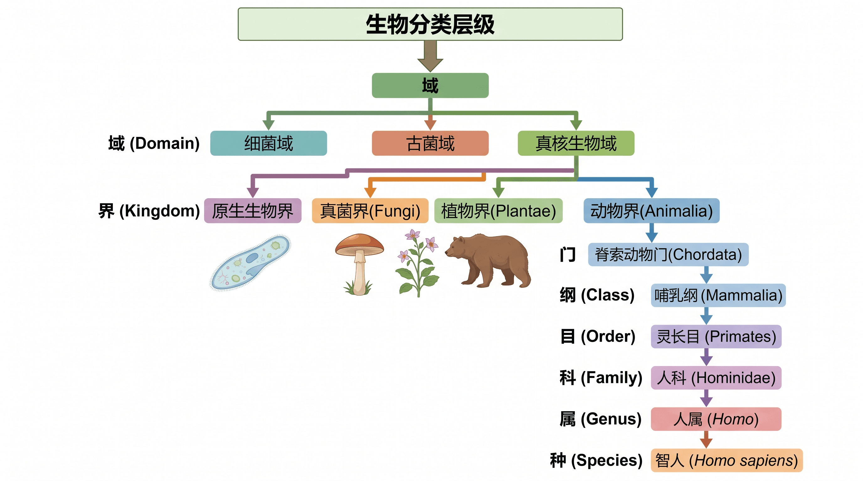 生物分类图 — 从界到种的分类层级树状图，并在末端给出代表性生物。