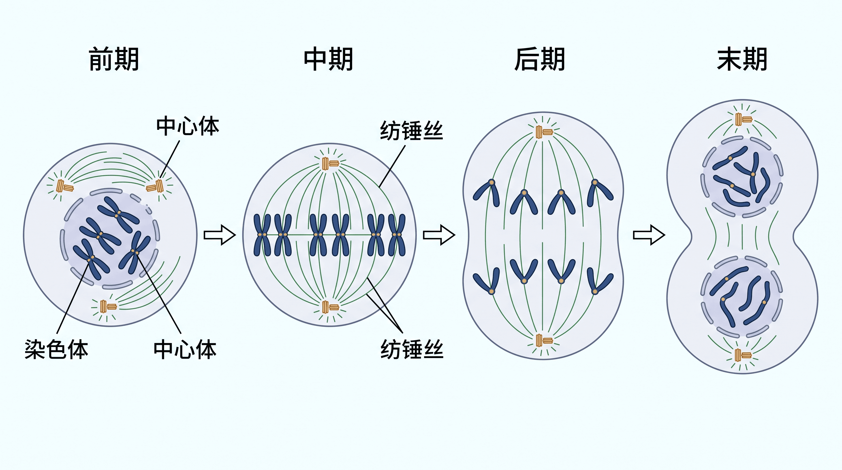 细胞过程图 — 标注清晰的细胞生物学过程图，如有丝分裂或细胞周期，标出各阶段与细胞器。