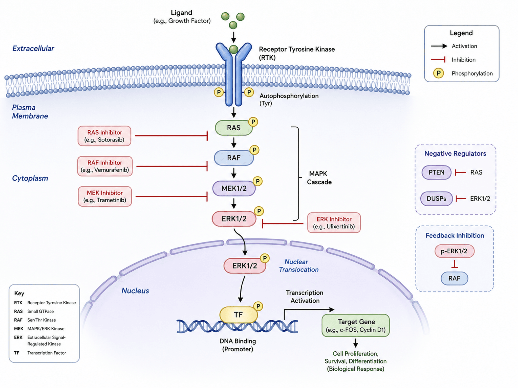 Mechanismus-Schematik — Zellsignaling-Mechanismus-Schematik für molekularbiologische Artikel mit beschrifteten Proteinen und Pathway-Pfeilen.