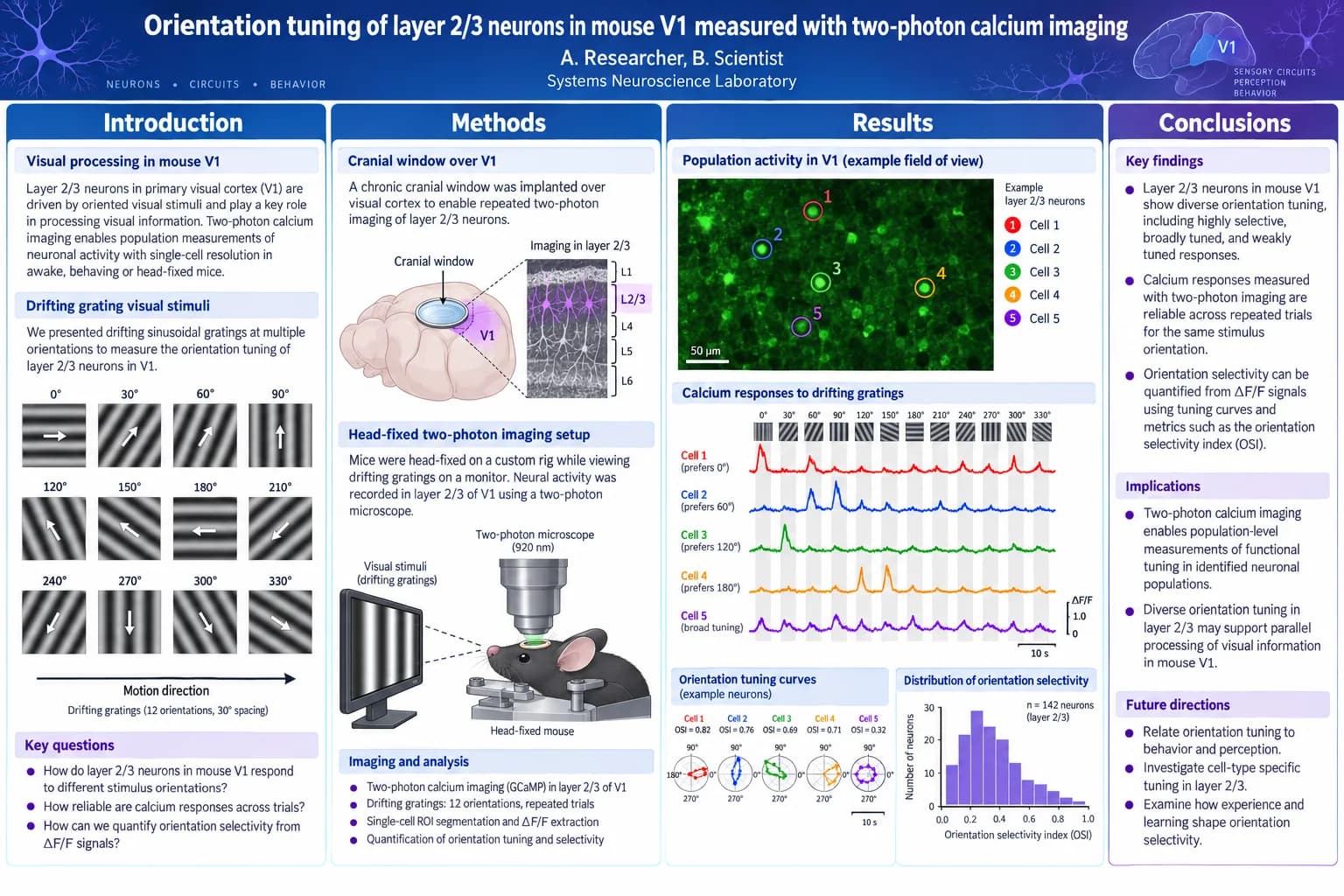 Two-photon imaging in V1 — Field of view, ΔF/F traces and polar tuning curves.
