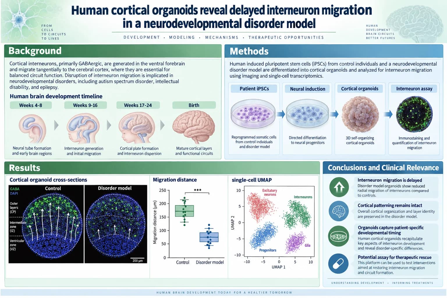 Cortical organoids — Differentiation workflow, organoid sections and a migration box plot.