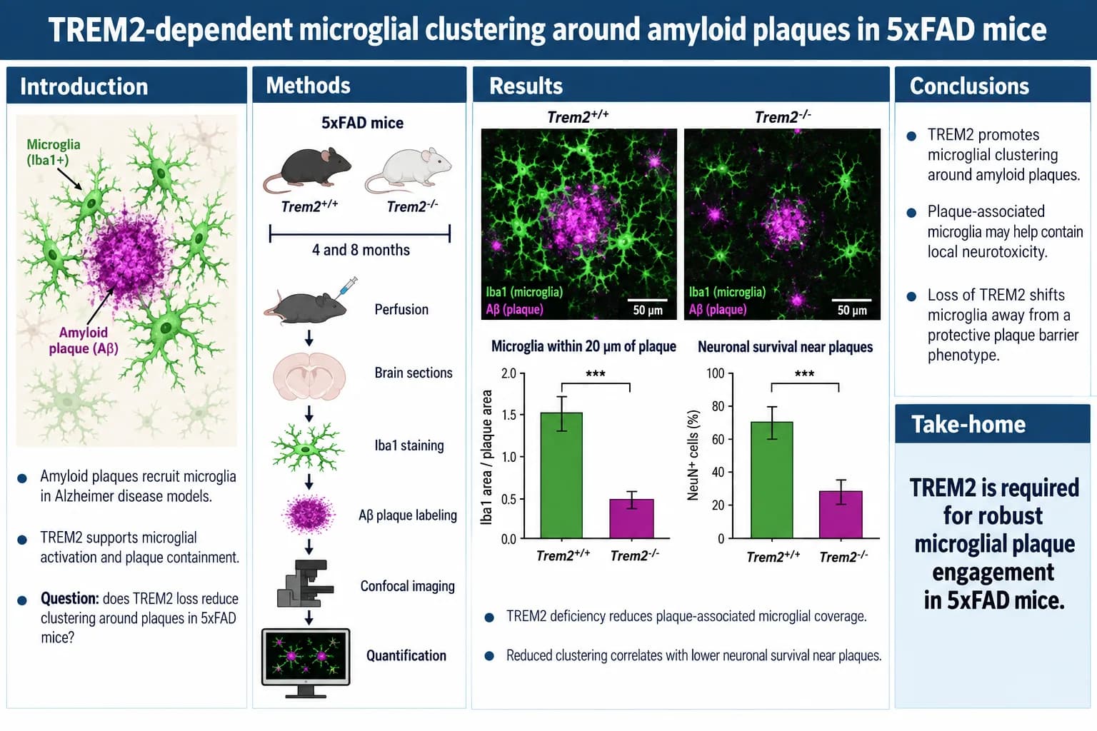Microglia and amyloid — Confocal panels, plaque quantification and a take-home box for an Alzheimer’s model.
