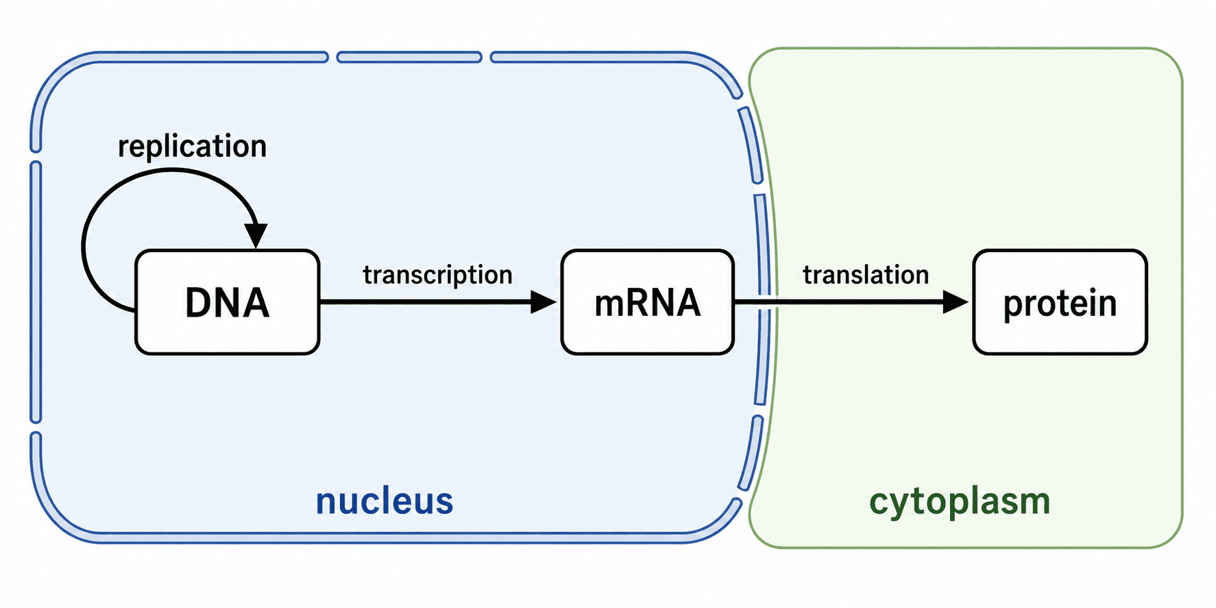 Flusso del dogma centrale — Il flusso da DNA a RNA a proteina con le frecce di trascrizione e traduzione, più la replicazione, in una disposizione ordinata da sinistra a destra.
