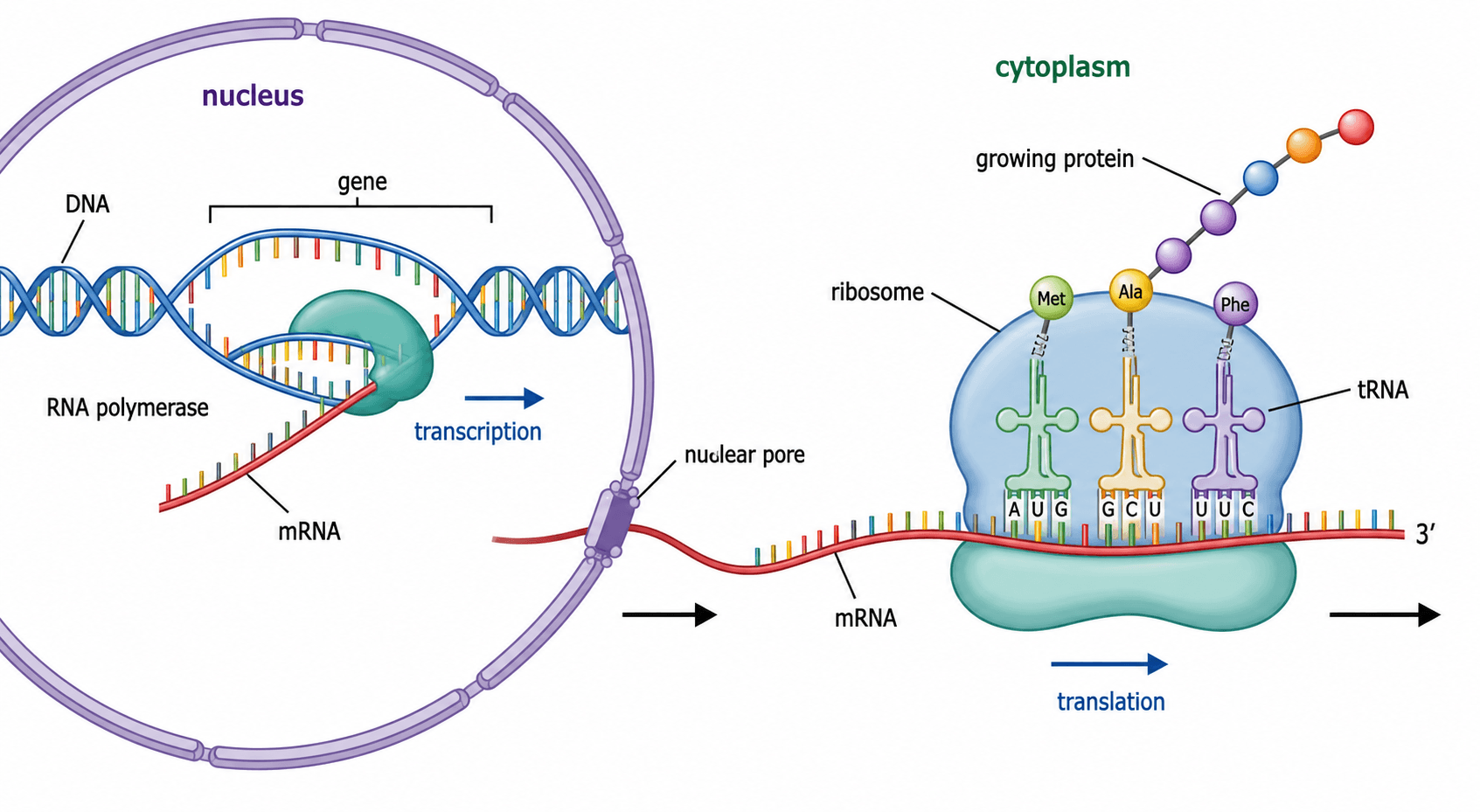Panoramica della sintesi proteica — Una visione combinata della trascrizione nel nucleo e della traduzione nel citoplasma, dal gene alla proteina finita.