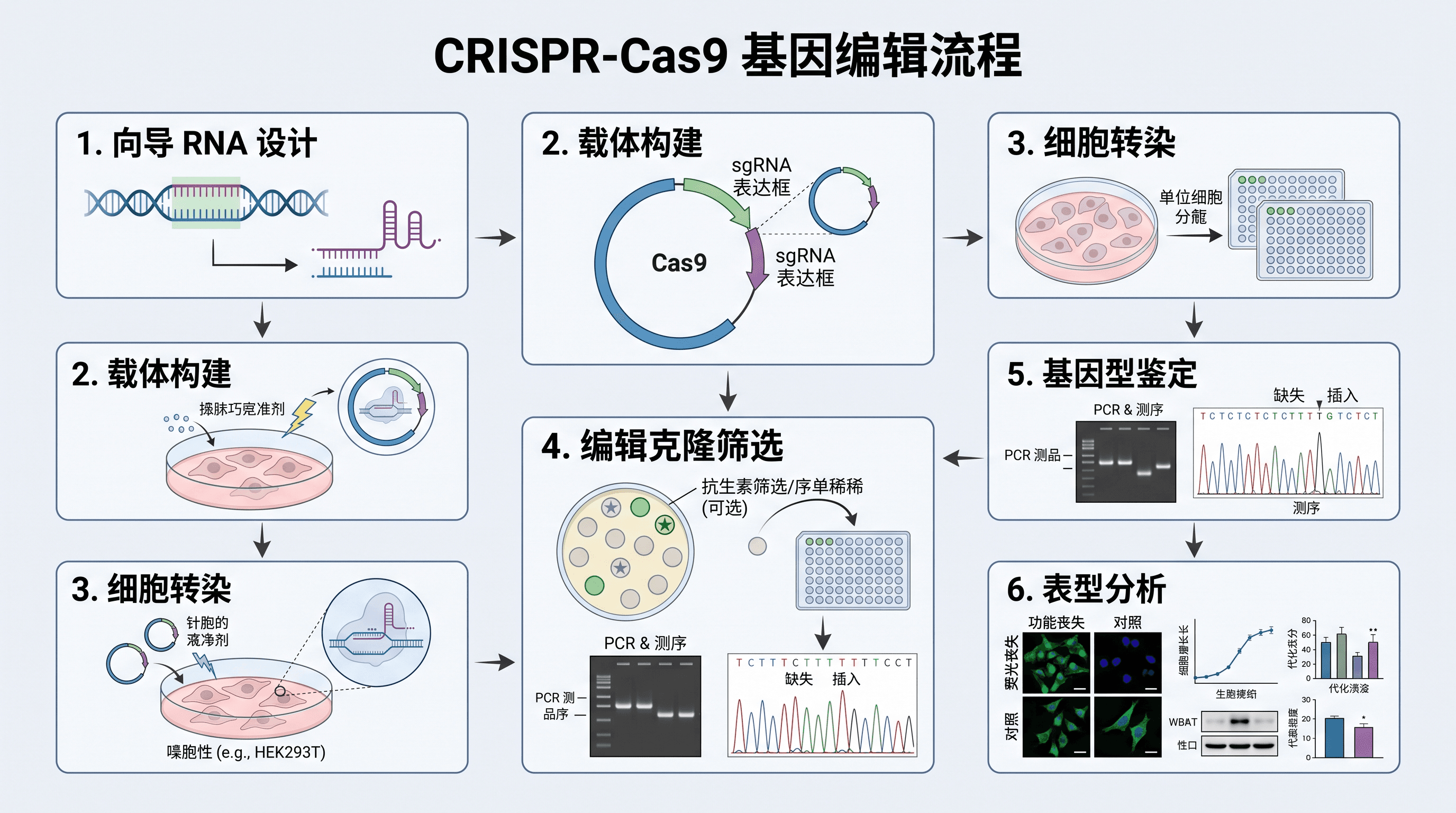 CRISPR 实验流程 — CRISPR-Cas9 基因编辑流程，从向导 RNA 设计到表型验证。