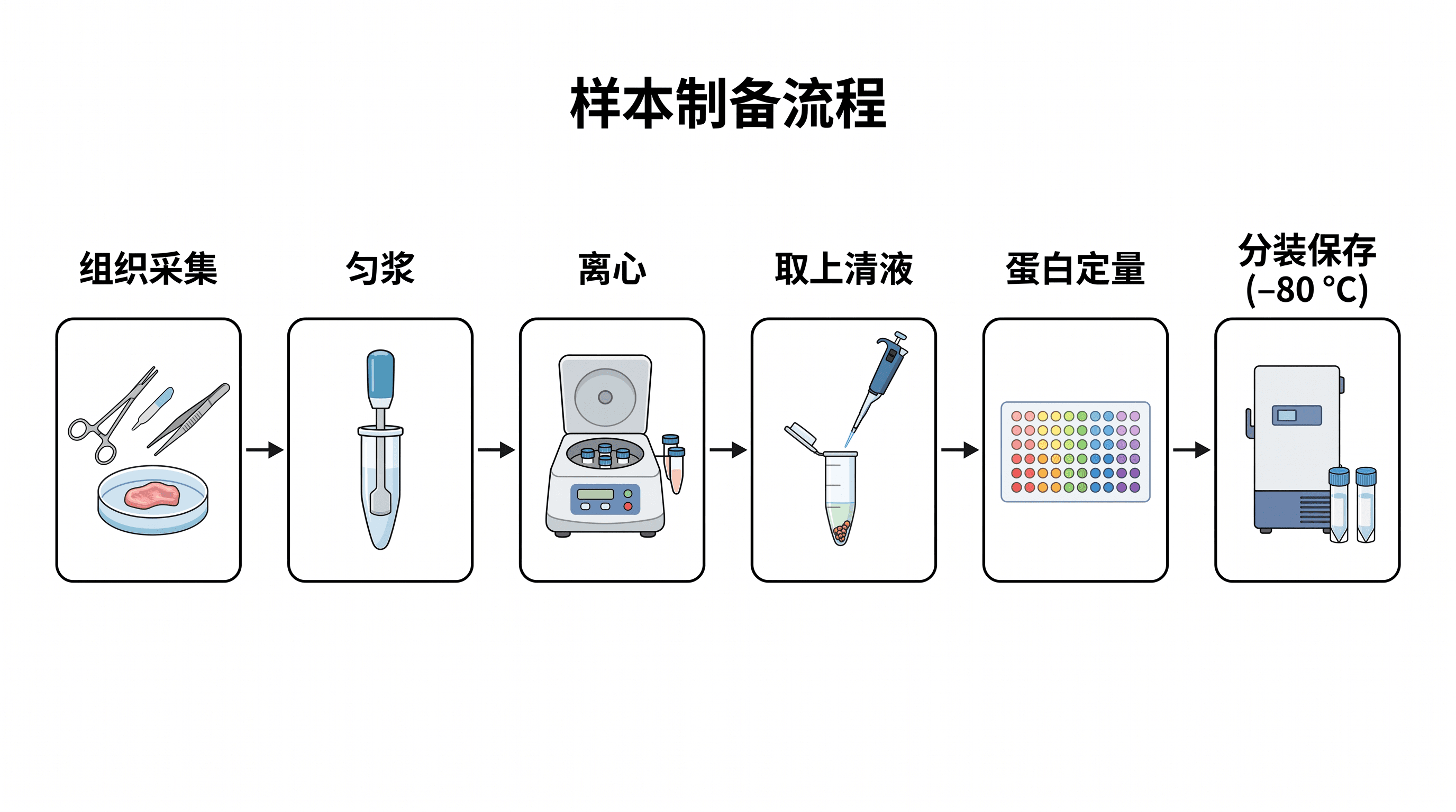 样本制备流程 — 从采集到保存的逐步湿实验样本制备流程。