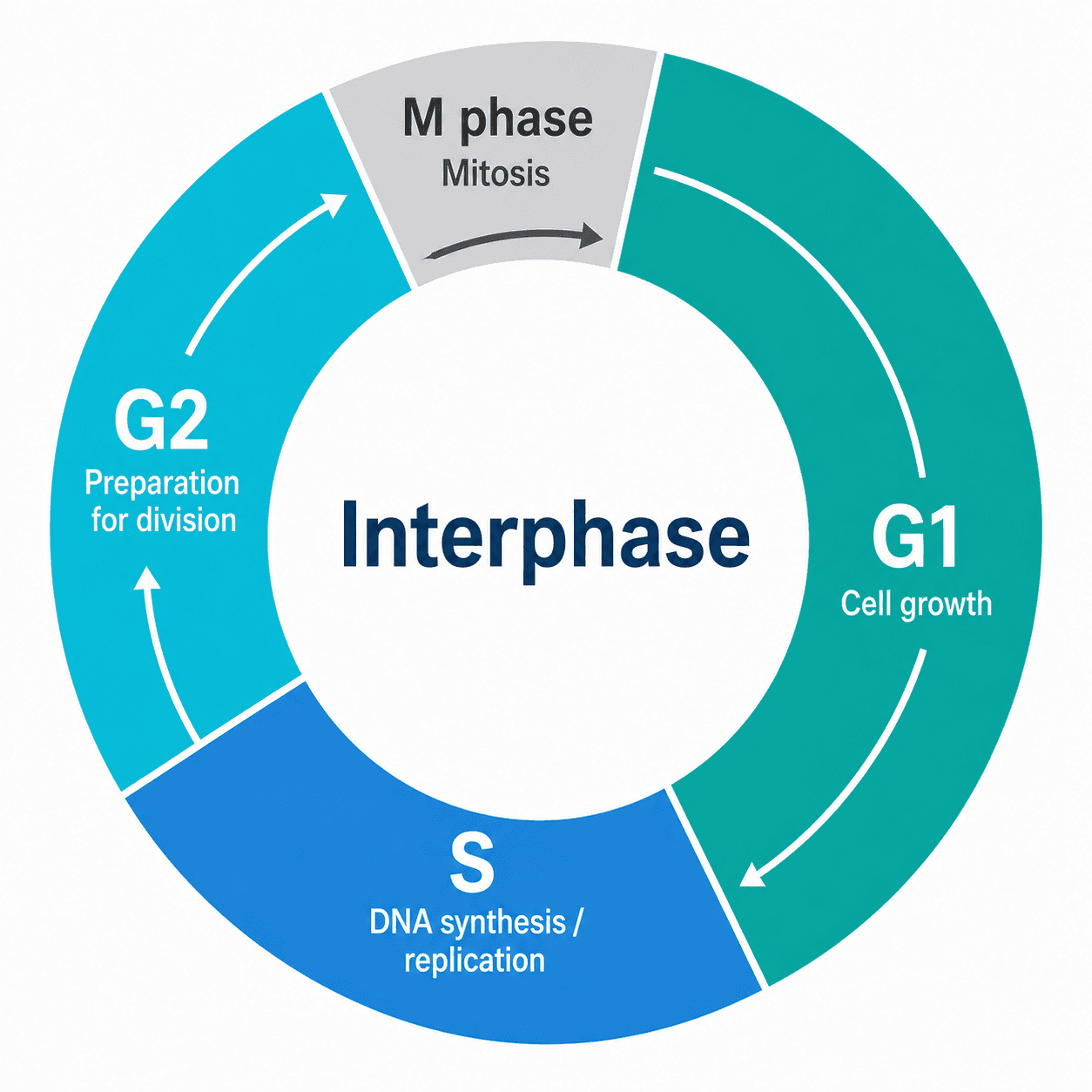Enfoque en la interfase — Destaca G1, S y G2 para explicar el crecimiento celular y la replicación del ADN durante la interfase.