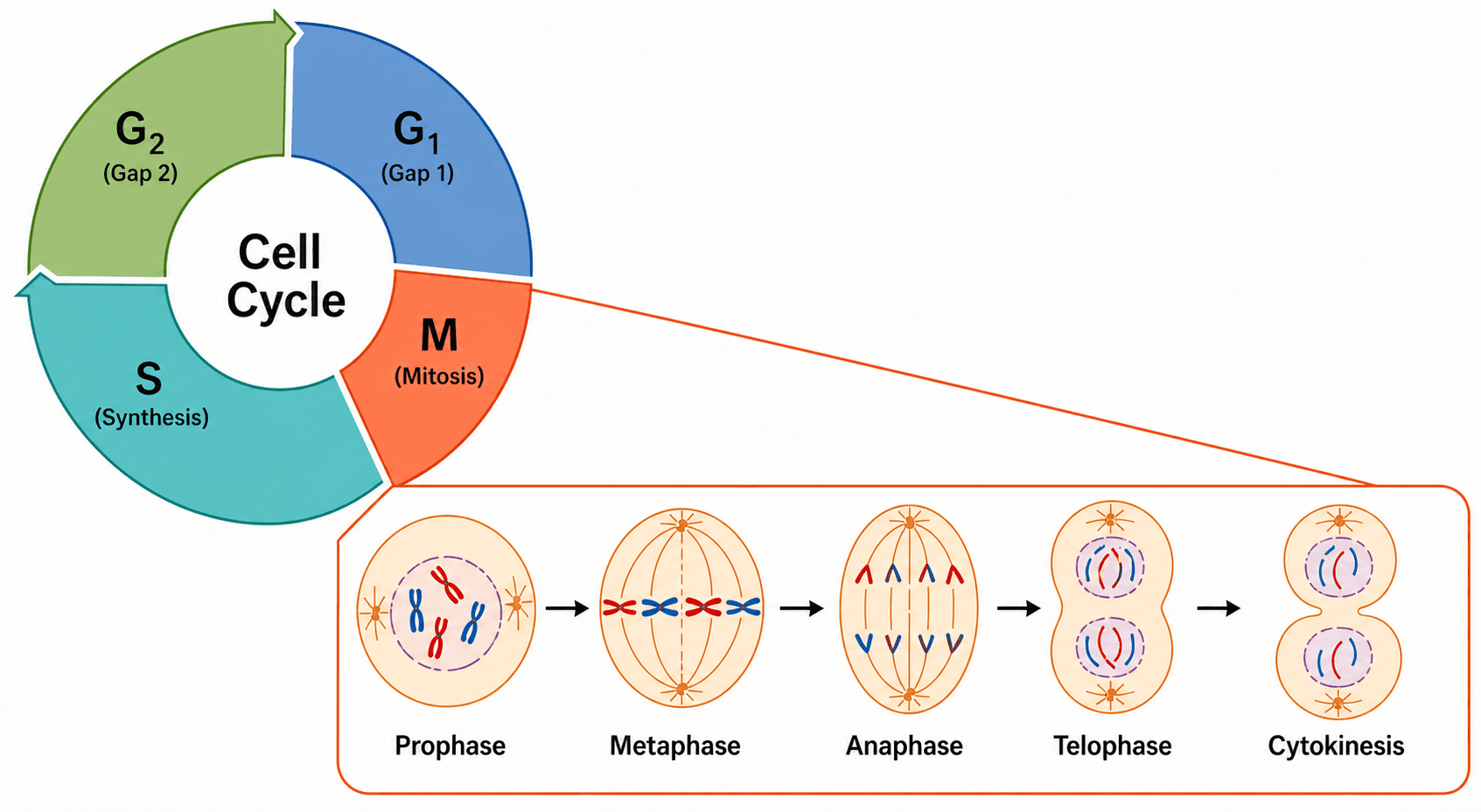 Fase mitótica (M) — Expande la fase M en profase, metafase, anafase, telofase y citocinesis.