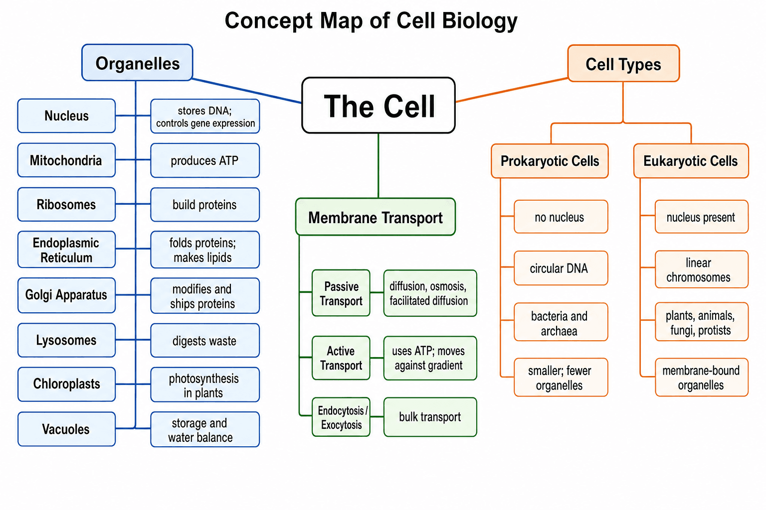 Zellbiologie — Organellen, Membrantransport und Zelltypen, verknüpft nach ihrer Funktion.