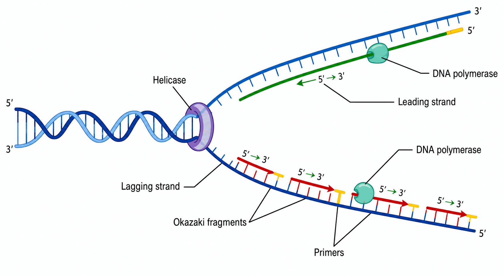 DNA-Replikation — Zeige die Replikationsgabel, Leit- und Folgestrang, Okazaki-Fragmente und die wichtigsten Enzyme.