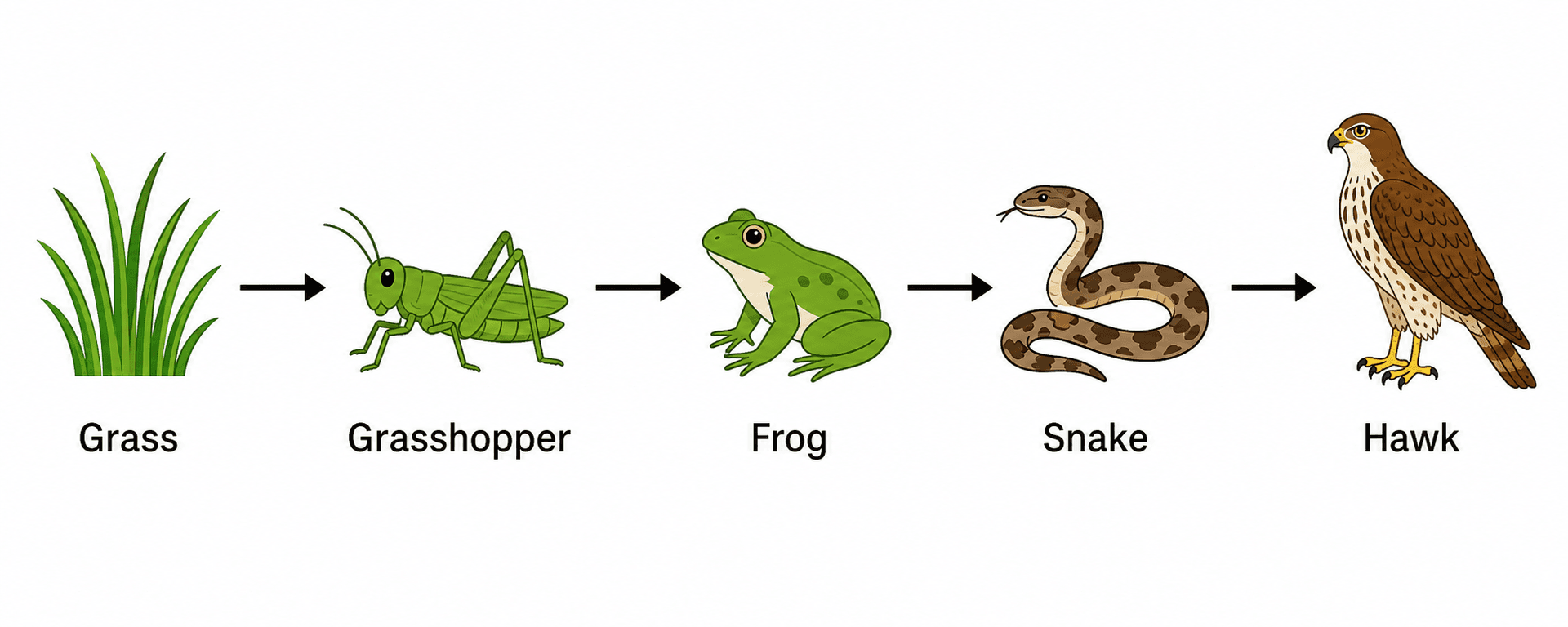 Free Food Chain Diagram Maker | Food Chain Examples | SciDraw AI