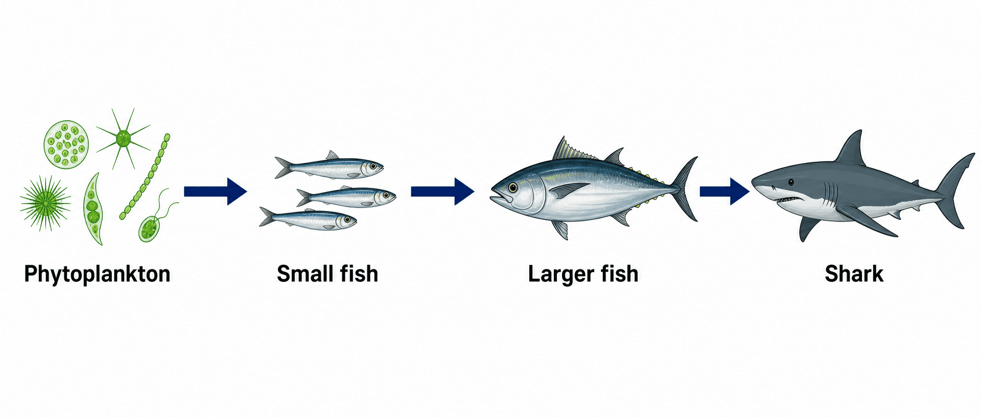 Chaîne alimentaire océanique — Chaîne alimentaire marine allant du phytoplancton aux petits poissons puis aux poissons plus gros et à un prédateur supérieur, chaque organisme annoté avec des flèches entre eux.