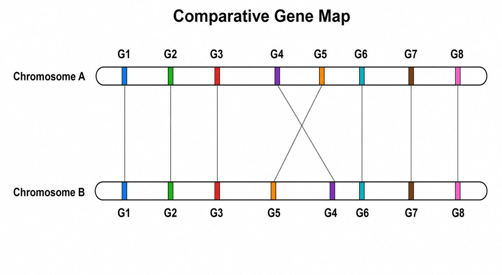 Mapa Gênico Comparativo — Dois cromossomos relacionados alinhados lado a lado com loci compartilhados conectados para mostrar a ordem conservada.