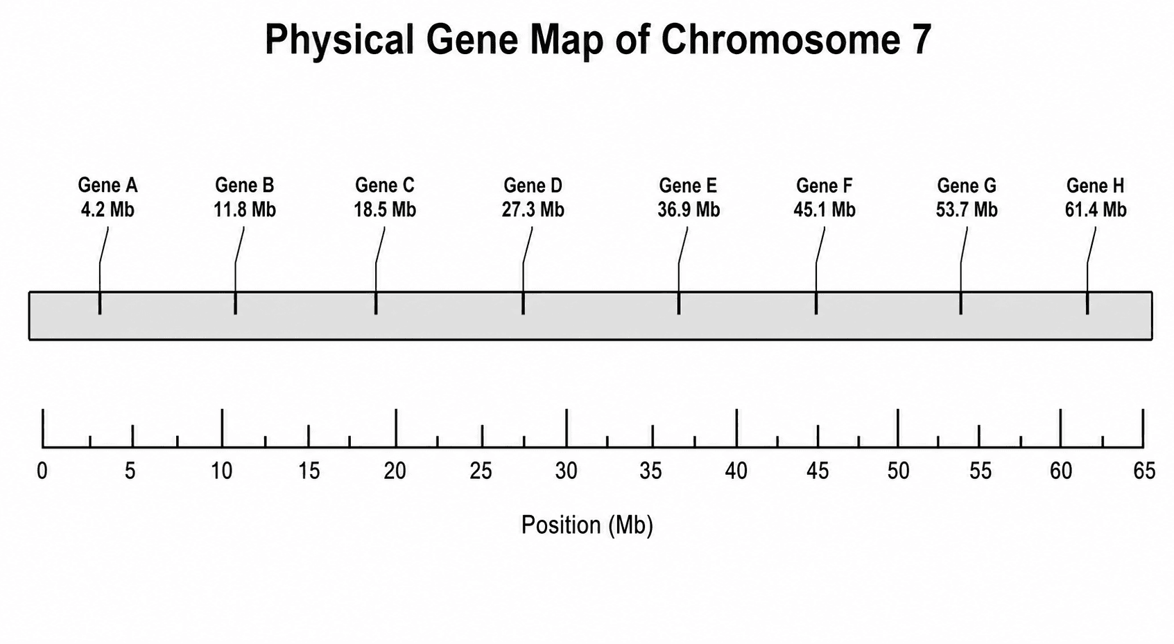 Mapa Gênico Físico — Um mapa físico com as posições dos genes dadas em megabases (Mb) ao longo de uma barra cromossômica em escala.