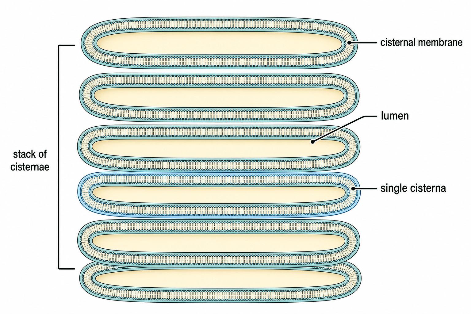 Cisternas — Un primer plano de los sacos membranosos aplanados en sección transversal, mostrando la membrana y el lumen interno.