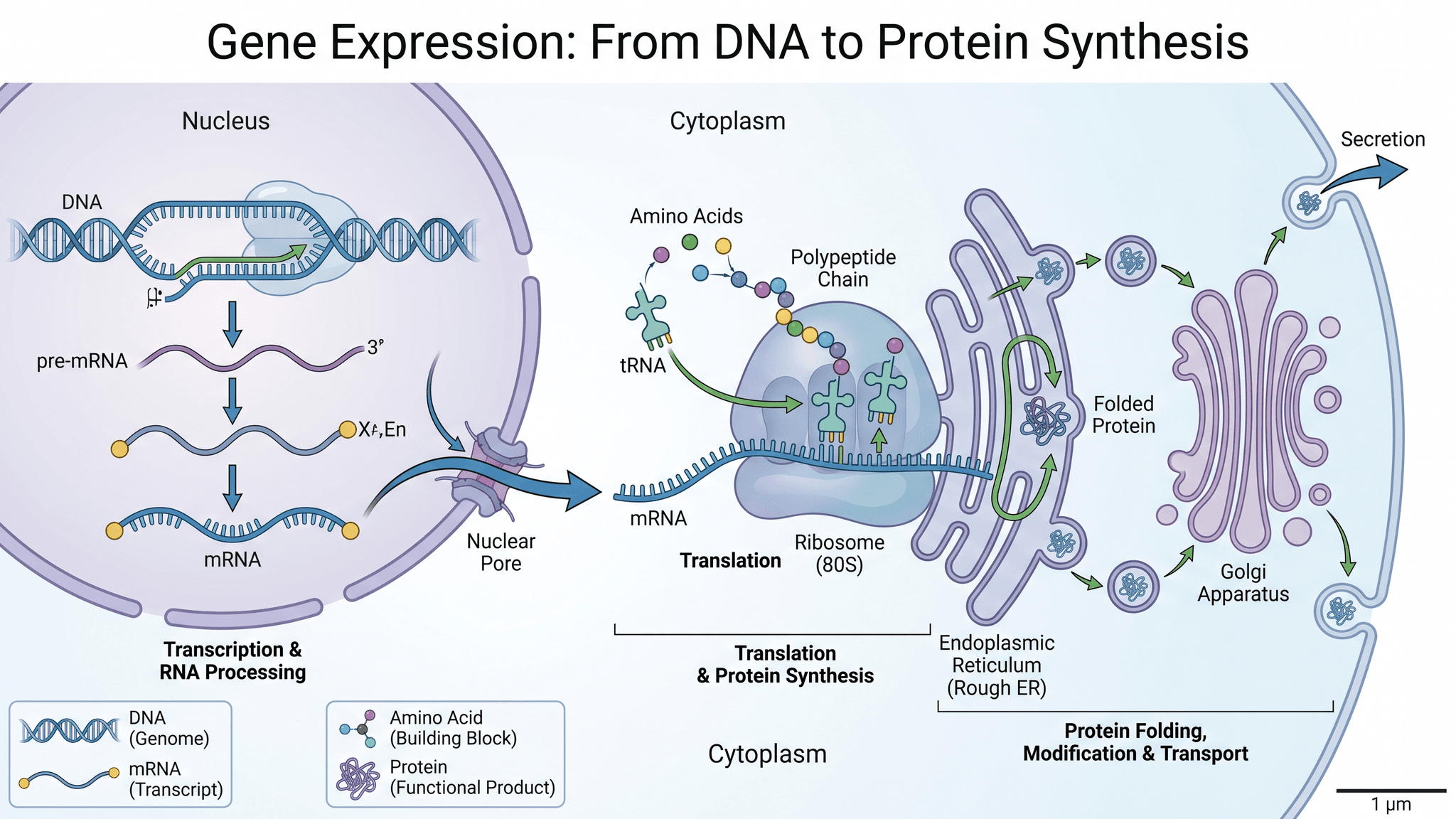 Gene Expression Study — Molecular biology graphical abstract for genetics and cell biology journals.