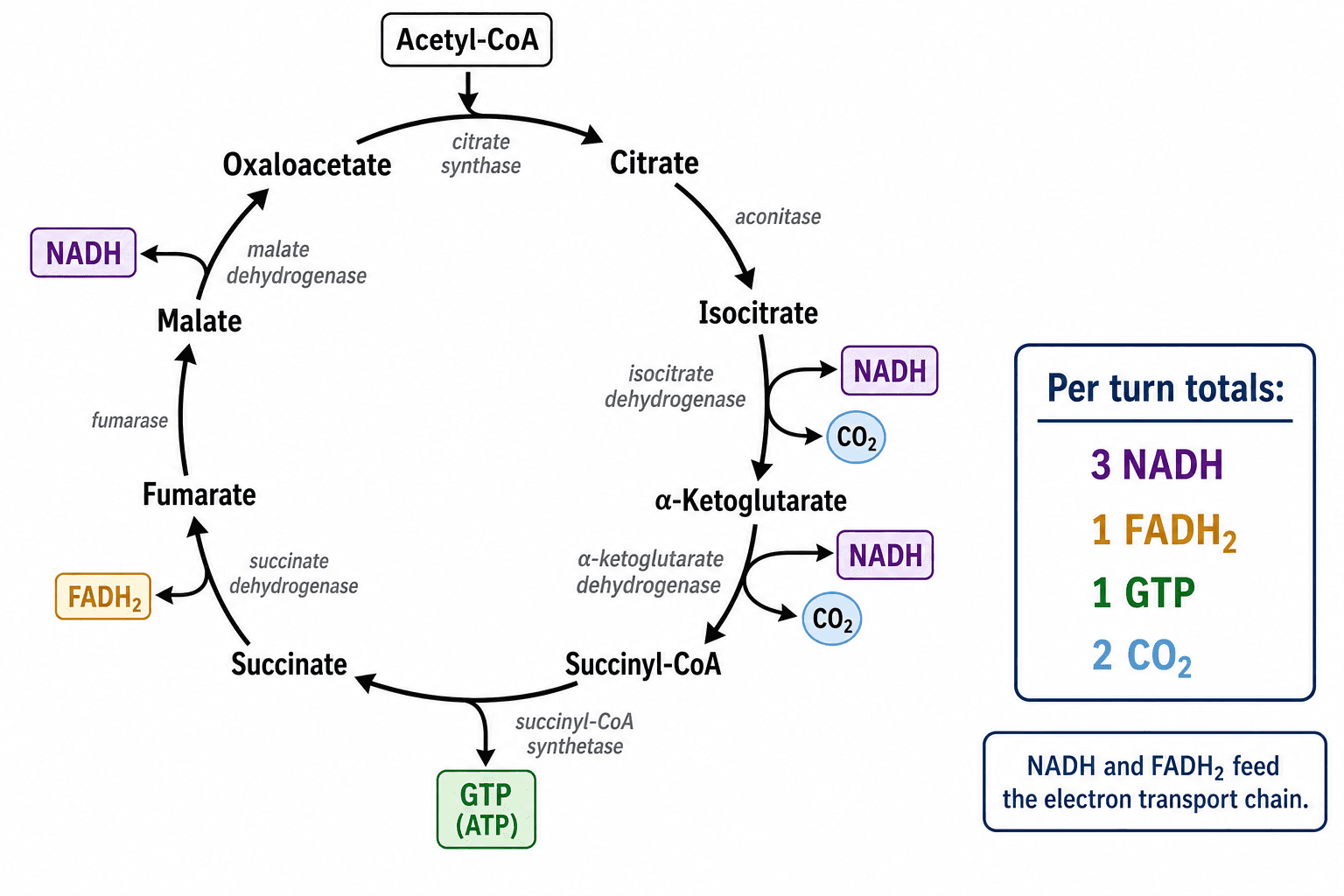 Uscite di energia per giro — Un diagramma che mette in risalto i prodotti di un giro: 3 NADH, 1 FADH2, 1 GTP e 2 CO2 che alimentano la catena di trasporto degli elettroni.