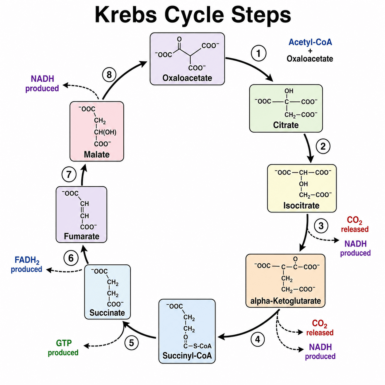 Fasi del ciclo di Krebs (1-8) — Un diagramma numerato passo dopo passo di tutte le otto reazioni, ideale per ripassare le fasi del ciclo dell'acido citrico per gli esami.