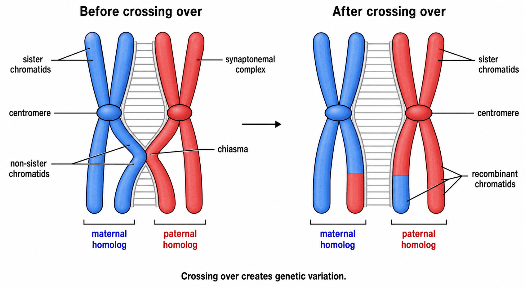 Crossing-over — Eine Nahaufnahme der Prophase I mit Synapsis, einem Chiasma und rekombinanten Chromatiden, die genetische Variation erzeugen.