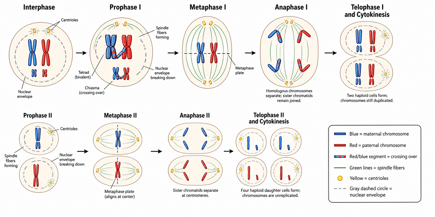 Vollständiger Meiose-Überblick — Eine diploide Zelle durch Meiose I und II zu vier haploiden Zellen, mit jeder Phase in Reihenfolge beschriftet.