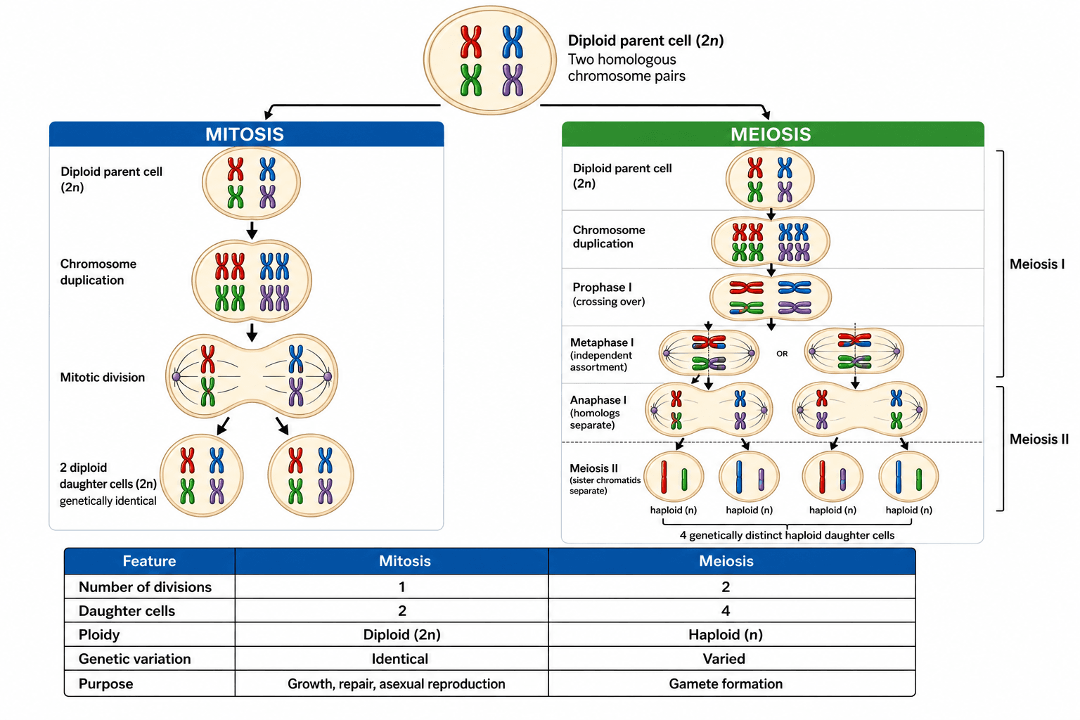 Meiose vs. Mitose — Ein Vergleich der beiden Teilungen nebeneinander mit einer Tabelle der Unterschiede zur schnellen Wiederholung.