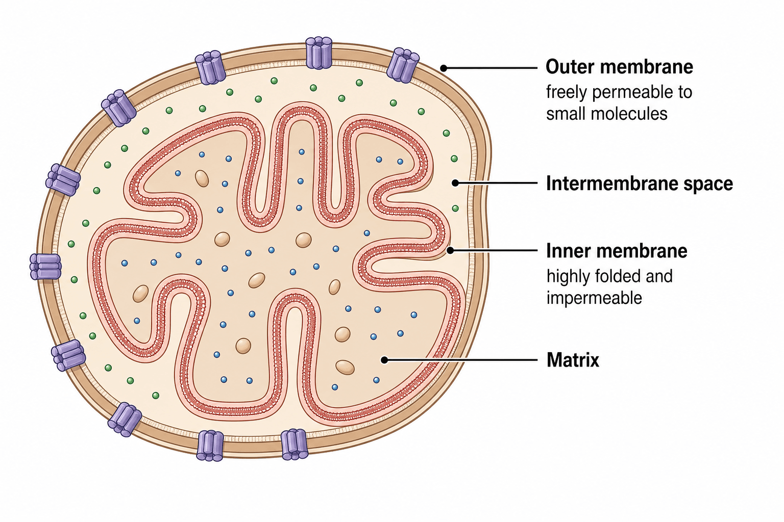 Membrana interna ed esterna — Un confronto mirato tra le due membrane — membrana esterna liscia e permeabile con porine rispetto alla membrana interna ripiegata e selettivamente permeabile che forma le creste.