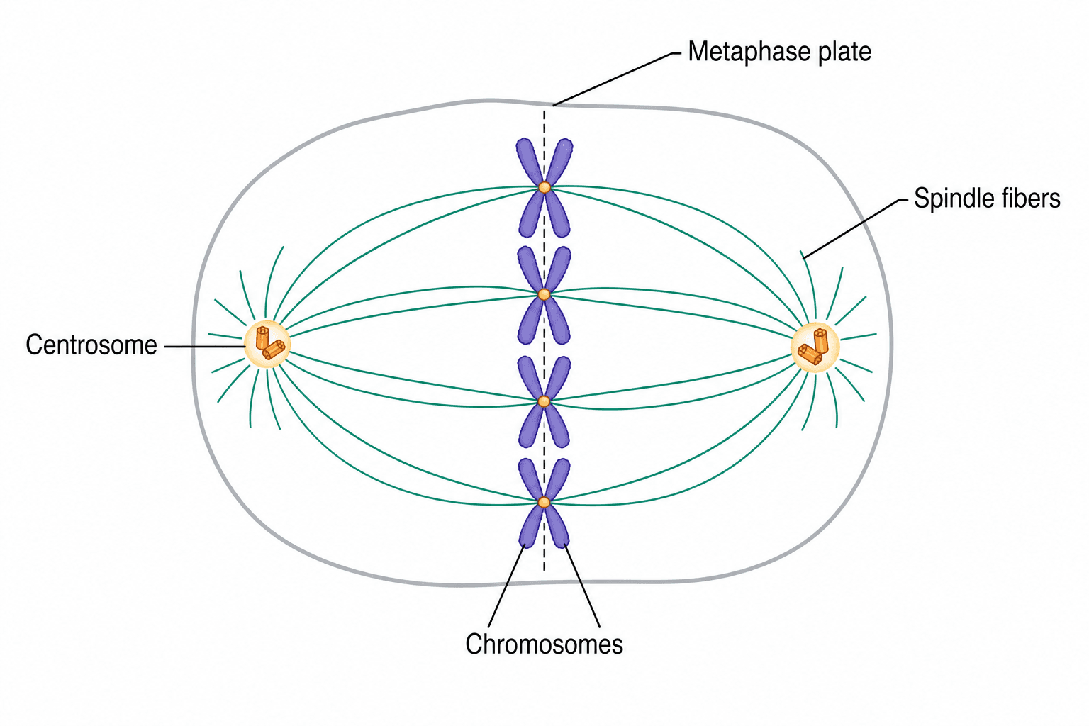 Metafase — Cromosomi allineati lungo la piastra metafasica con le fibre del fuso attaccate ai cinetocori.