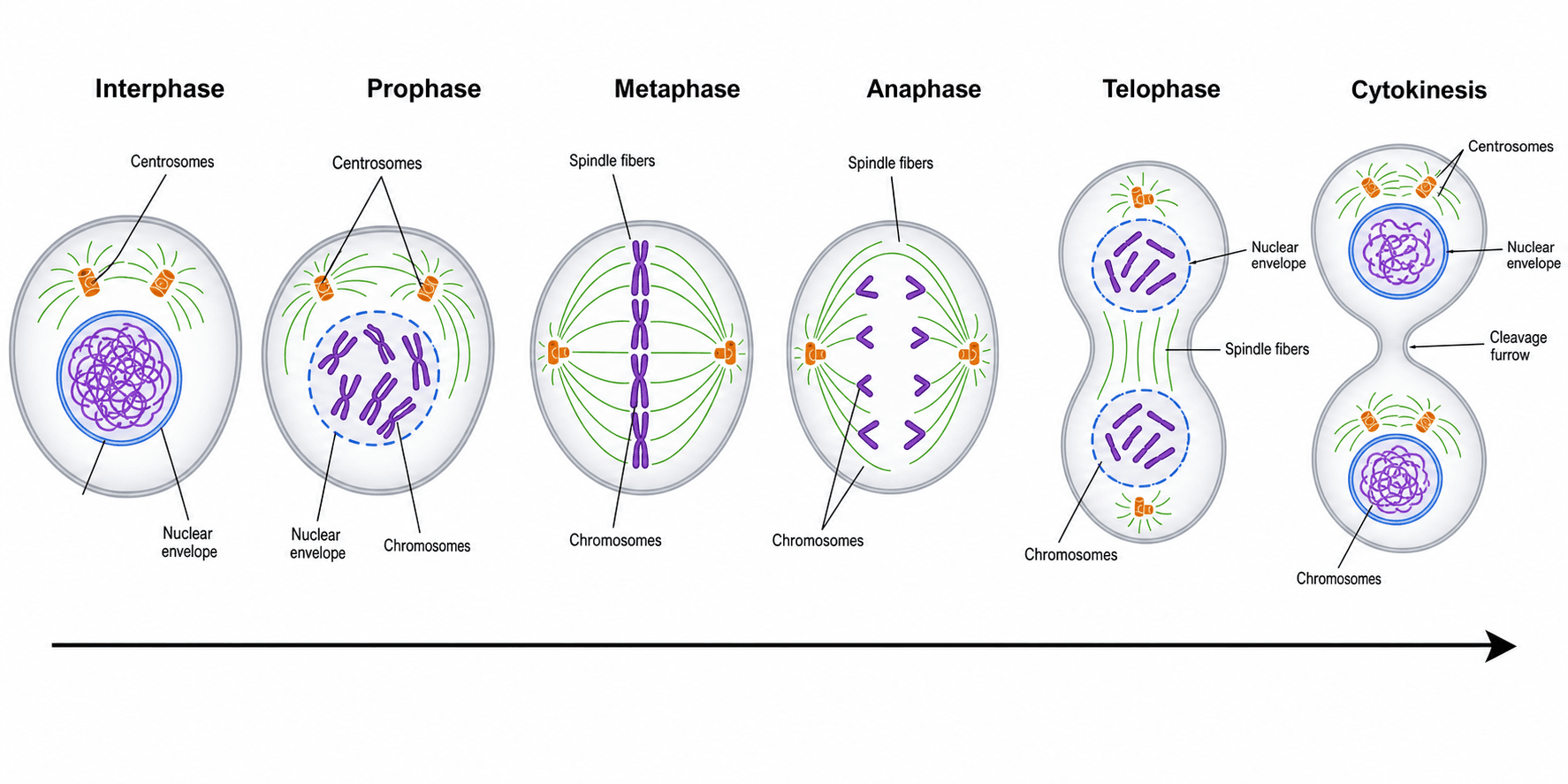 Panoramica della mitosi — Tutte le fasi in ordine — interfase, profase, metafase, anafase, telofase e citochinesi — etichettate con una freccia di progressione.