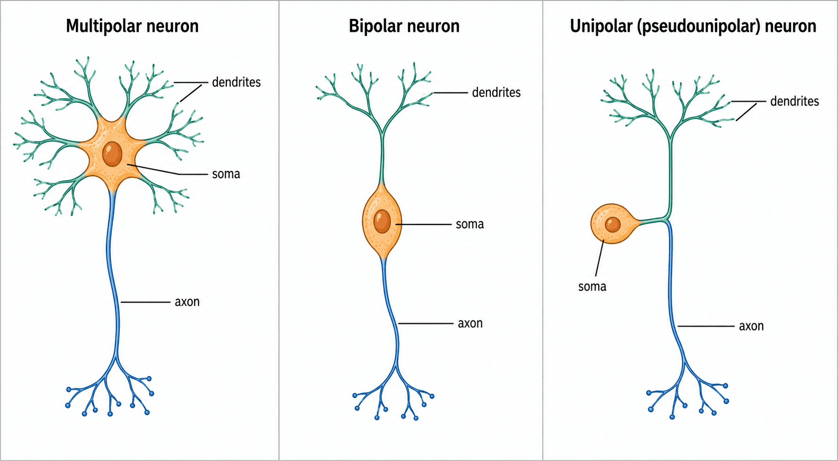 Tipi di neuroni — Neuroni multipolari, bipolari e unipolari affiancati, a confronto per numero e disposizione dei prolungamenti.