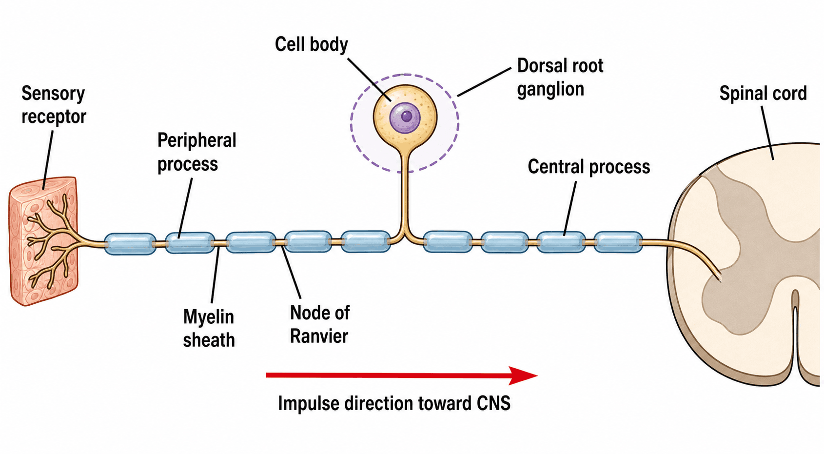 Neurone sensoriale — Un neurone afferente pseudounipolare da un recettore, attraverso il corpo cellulare in un ganglio della radice dorsale, fino al midollo spinale.