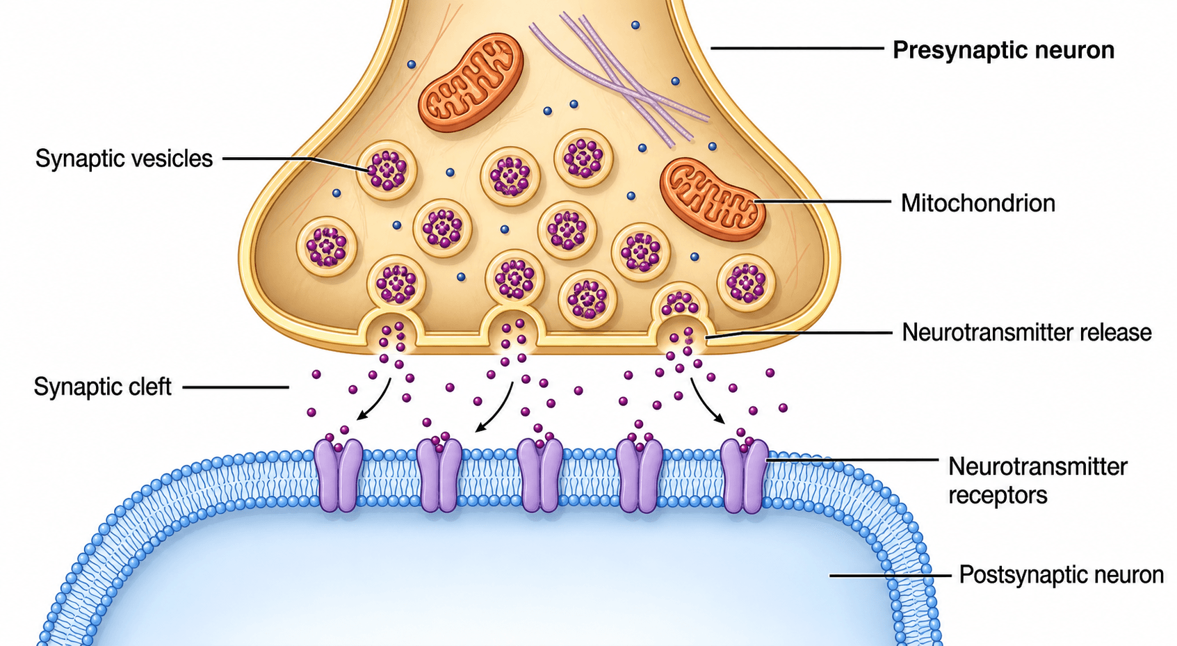 Primo piano della sinapsi — Una sinapsi chimica che mostra le vescicole presinaptiche, il rilascio di neurotrasmettitori attraverso la fessura e i recettori postsinaptici.