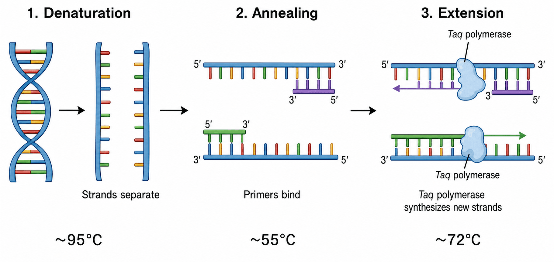 24 Prompts de Diagramas de PCR para Figuras de Biologia Molecular Prontas para Publicação (2026)