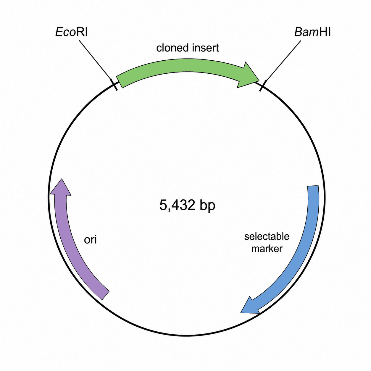 Cloned Insert Map — A plasmid map showing a cloned insert positioned between two flanking restriction sites in the vector backbone.