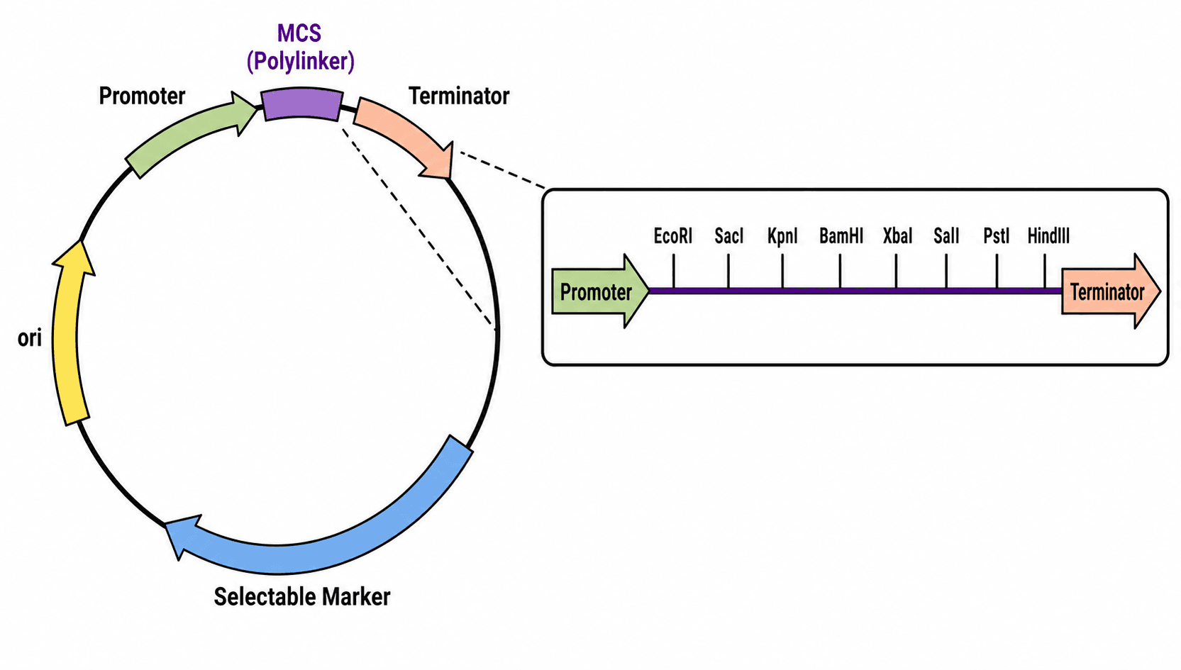 Multiple Cloning Site — A plasmid map highlighting the multiple cloning site (MCS) with its restriction sites listed in order around the polylinker.