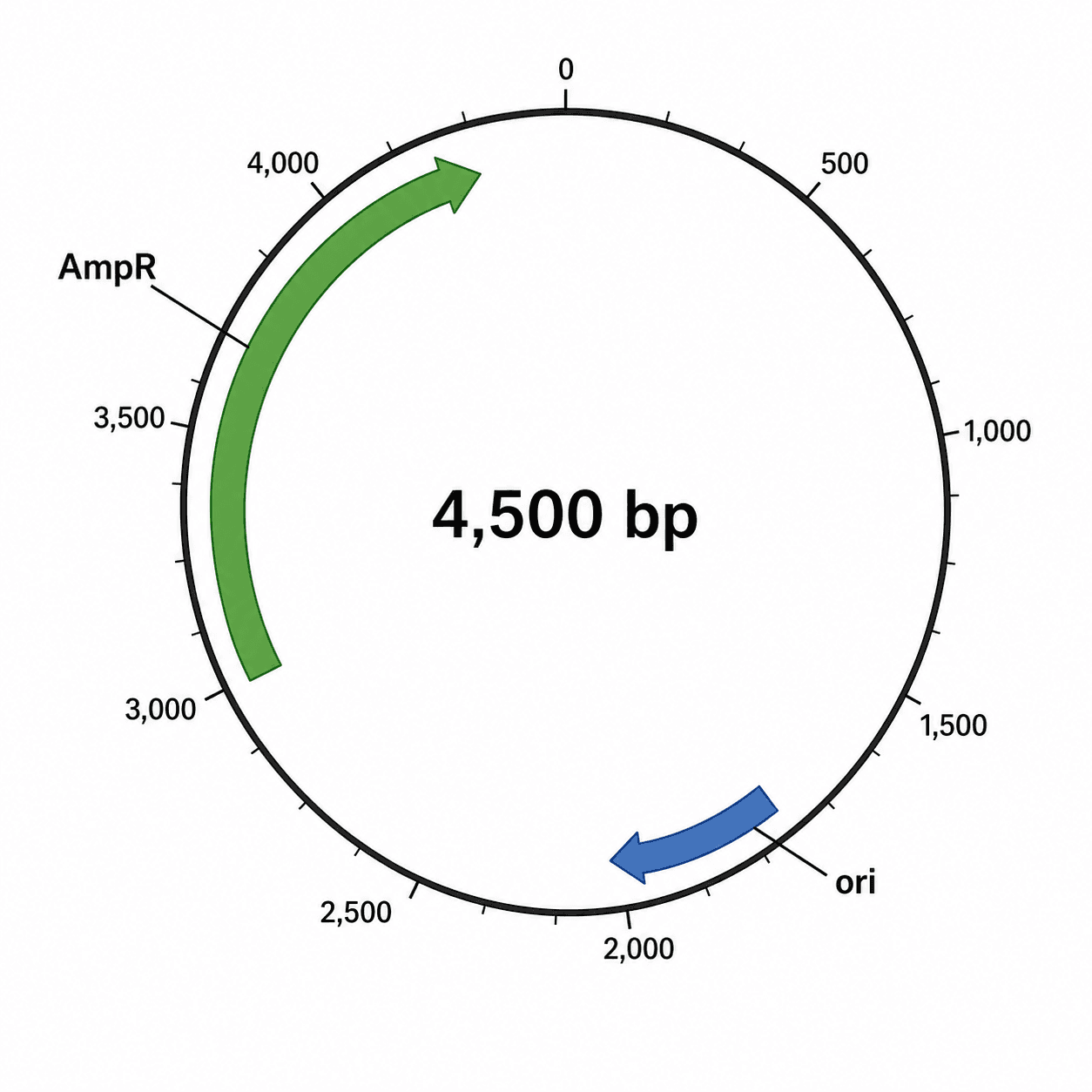 Selectable Marker Map — A plasmid map with an antibiotic-resistance selectable marker such as AmpR clearly labeled as an arc.