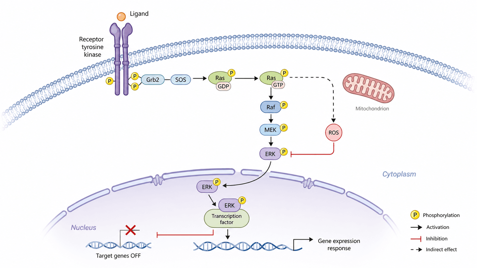 biomedical scientific illustration: Publication-style receptor signaling pathway figure with membrane activation, phosphorylation cascade, transcription factor entry, and gene expression response.