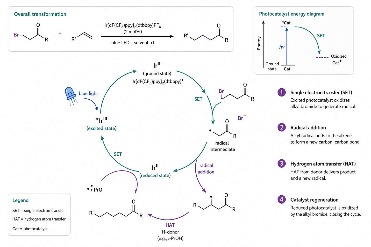 chemistry scientific illustration: Organic chemistry reaction mechanism figure showing photoredox catalyst excitation, radical intermediate, addition, and catalyst regeneration.