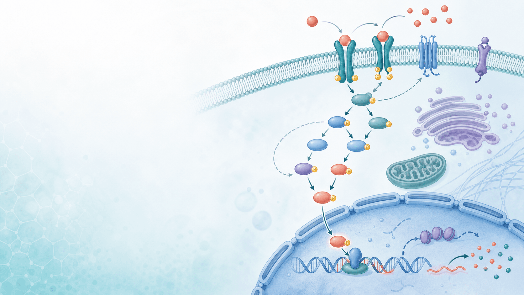 Pathway biologico con attivazione del recettore, fosforilazione, traslocazione nucleare ed espressione genica