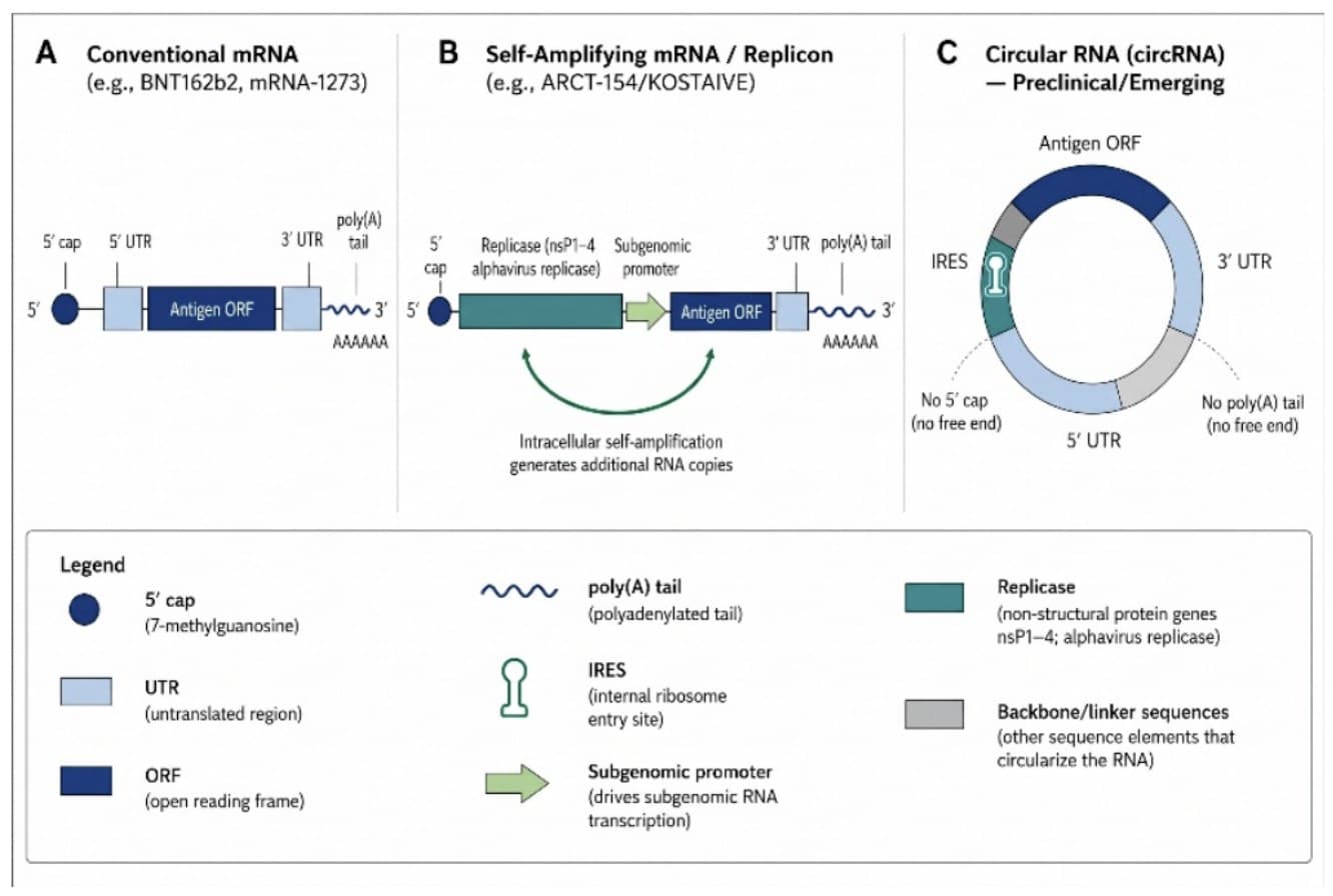 Structural comparison of conventional, self-amplifying, and circular RNA vaccine platforms