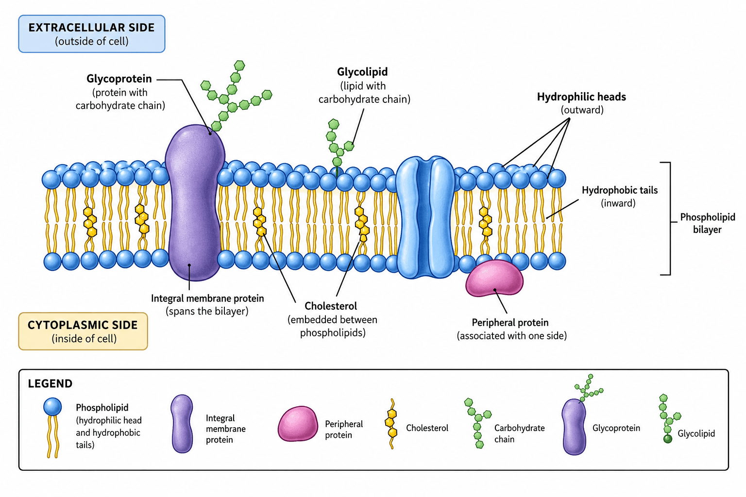 Generatore di diagrammi della membrana cellulare — Disegna un modello a mosaico fluido etichettato con doppio strato, proteine e trasporto.