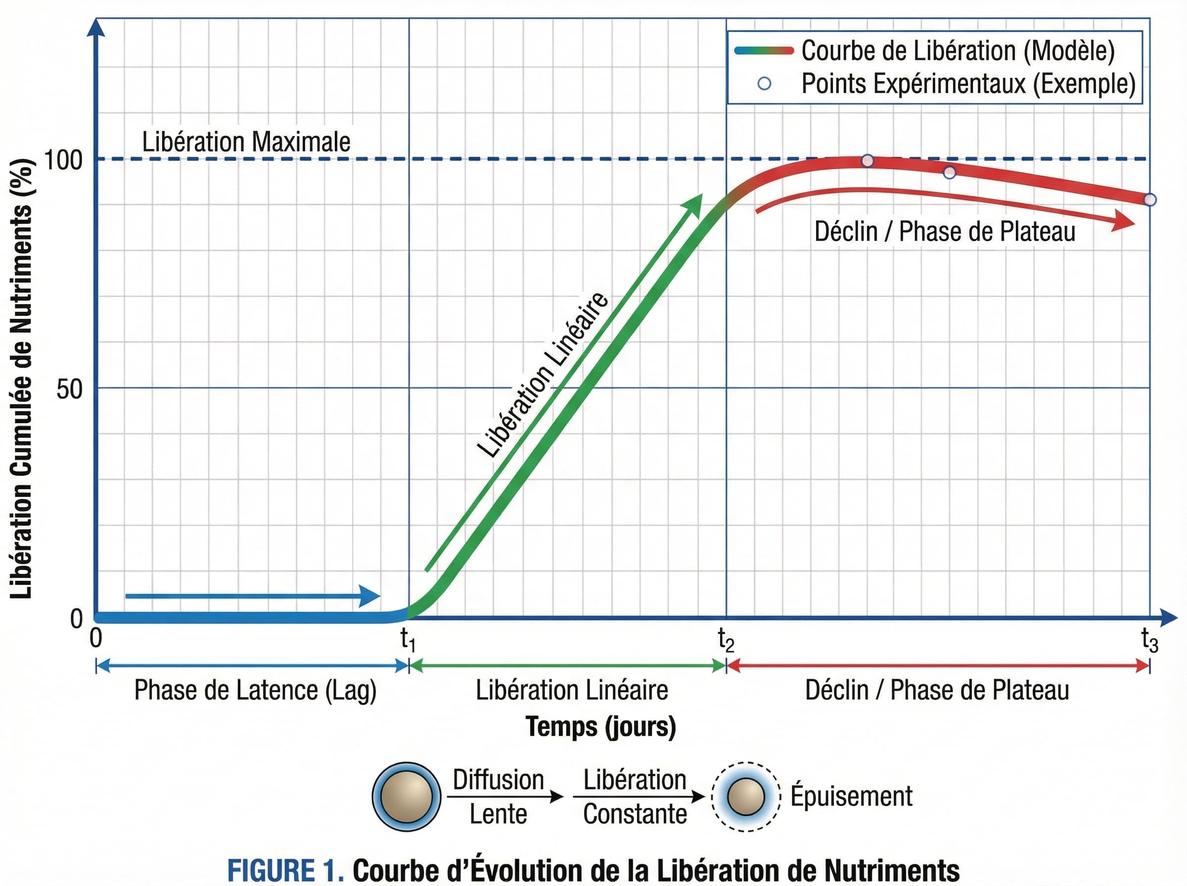 biomedical scientific illustration: A nutrient release profile showing lag, linear release, and decay phases as a clean scientific evolution curve.