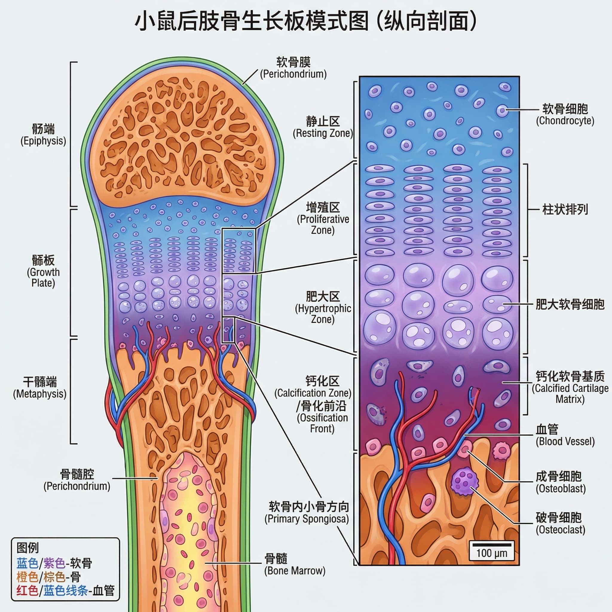 마우스 뒷다리 골격 성장판(골단판)의 시상면(세로 단면)을 과학적으로 정확하고 구조적으로 명확하게 표현한 만화 스타일의 개략도를 만들어 주세요. 과학 논문이나 학술 보고서에 사용될 것입니다.