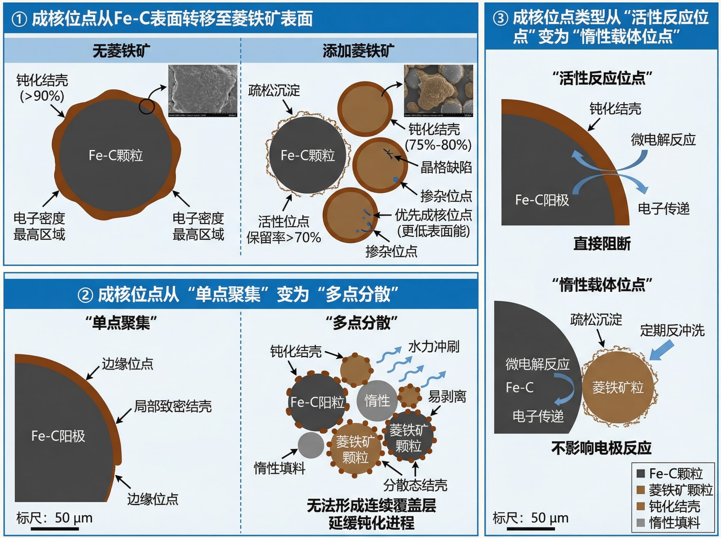 1. 晶核形成位置從 Fe-C 表面轉移至菱鐵礦表面。
菱鐵礦表面的晶格缺陷(例如空位和摻雜位置)具有較低的表面能,是膠體優先的晶核形成位置。掃描電子顯微鏡 (SEM) 顯示,在沒有菱鐵礦的情況下,超過 90% 的鈍化殼層分佈在 Fe-C 表面。添加菱鐵礦後,75% 至 80% 的鈍化殼層沉積在菱鐵礦顆粒表面,僅有少量鬆散沉澱物殘留在 Fe-C 表面,活性位點保留率提高了 70% 以上。
2. 晶核形成位置從「單點聚集」轉變為「多點分散」。
在無菱鐵礦的系統中,鈍化殼層的晶核形成位置集中在 Fe-C 陽極的邊緣位置(電子密度最高的區域),形成局部緻密的殼層。菱鐵礦的加入使填充劑系統呈現「Fe-C/菱鐵礦/惰性填充劑」多顆粒混合狀態,晶核形成位置分散在每個顆粒的表面。殼層無法形成連續塗層,分散的殼層容易受到水力沖刷和剝落,進一步延遲了鈍化過程。
3. 晶核形成位置的類型從「活性反應位點」轉變為「惰性載體位點」。
沒有菱鐵礦時,晶核形成位置是 Fe-C 表面的活性位點,殼層的形成直接阻礙了微電解反應。添加菱鐵礦後,晶核形成位置轉變為菱鐵礦表面的非反應位點。即使形成少量殼層,也不會影響 Fe-C 的電極反應和電子轉移,只需定期反沖洗即可去除菱鐵礦表面的鬆散沉澱物。
基於以上文字,創建三種類別的科學研究示意圖。
