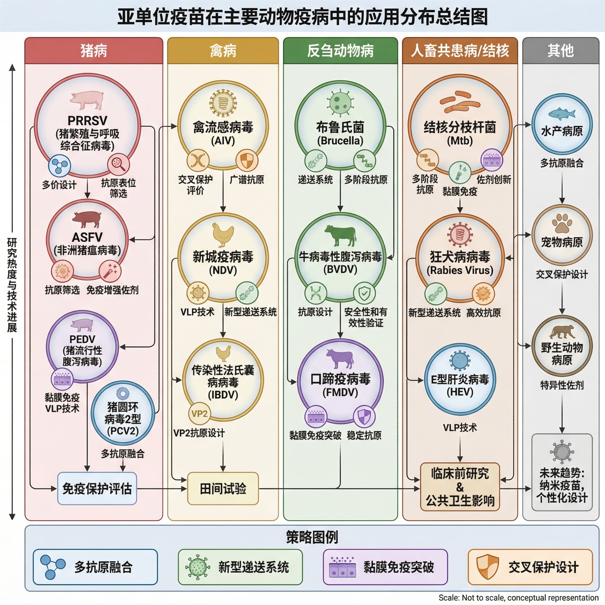 Diagramma riassuntivo delle applicazioni dei vaccini subunitari nelle principali malattie animali.
Struttura del diagramma:
Asse delle categorie: Utilizzare specie animali o tipo di patogeno come asse di classificazione, ad esempio: malattie dei suini, malattie del pollame, malattie dei ruminanti, malattie zoonotiche/tubercolosi, altro.
Grafico a bolle dei casi: Sotto ogni categoria, posizionare "bolle" che rappresentano diversi patogeni o casi di vaccino. La dimensione della bolla può rappresentare la popolarità o la complessità tecnica discussa nello studio.
Etichette delle bolle: Etichettare le strategie chiave all'interno delle bolle o con linee guida, ad esempio:
Bolla Malattie dei suini: Etichettare "design multivalente PRRSV", "screening antigenico ASFV", "immunità mucosale PEDV".
Bolla Malattie del pollame: Etichettare "valutazione della protezione crociata", "tecnologia VLP".
Bolla Malattie dei ruminanti: Etichettare "sistema di rilascio Brucella", "design antigenico BVDV".
Bolla Malattie zoonotiche: Etichettare "antigene multistadio Mtb", "innovazione adiuvante".
Legenda delle strategie: Utilizzare colori o forme diversi per rappresentare diverse strategie principali, come "fusione multi-antigenica", "nuovo sistema di rilascio", "svolta nell'immunità mucosale", "design di protezione crociata". Fare in modo che ogni bolla abbia uno o più identificatori di strategia.
Stile: Stile infografica, che mostri visivamente l'ampiezza del campo di ricerca e l'attenzione strategica delle diverse direzioni.