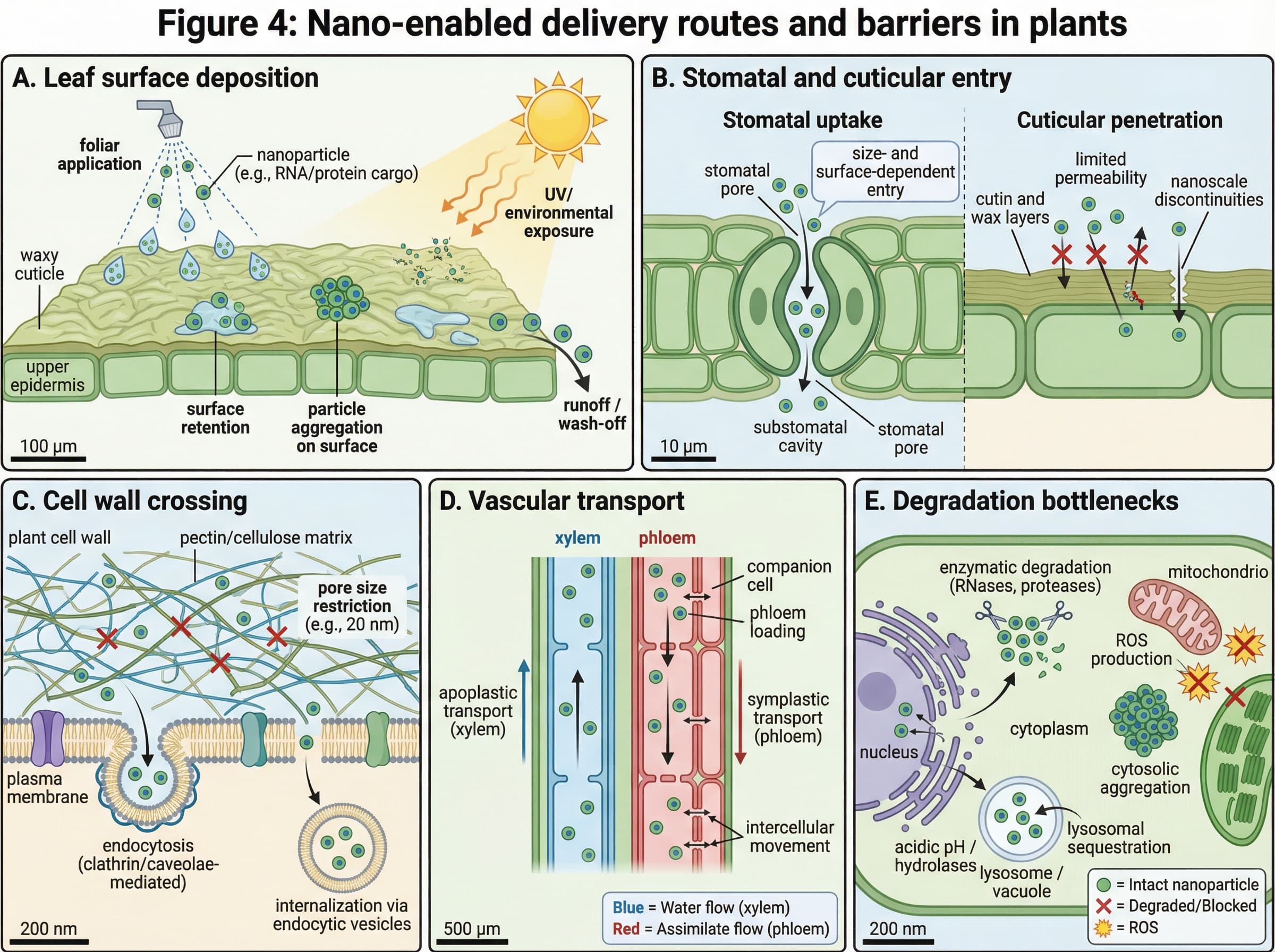 environment scientific illustration: Nano-enabled delivery routes and barriers in plants shown as a stepwise mechanistic schematic for agricultural biotechnology.