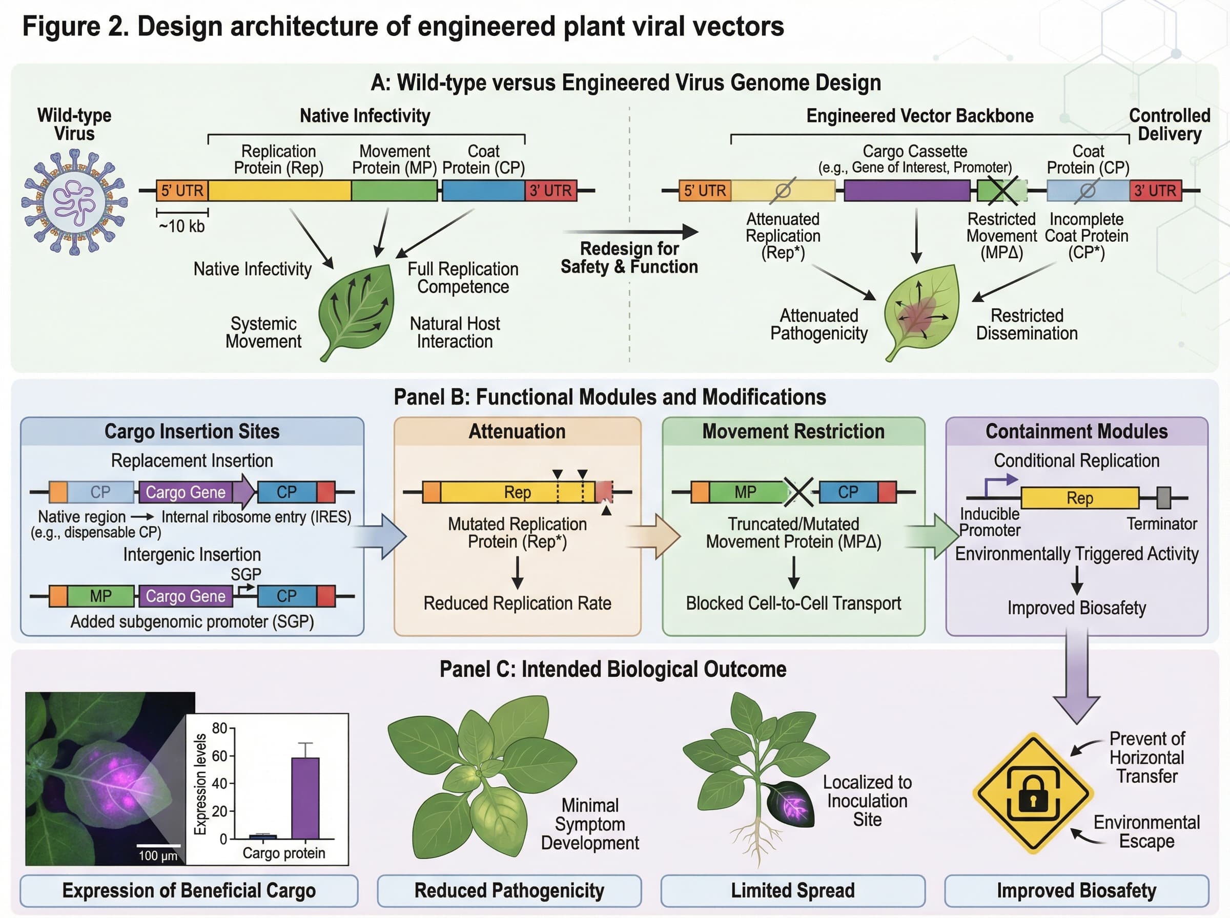 biomedical scientific illustration: Design architecture of engineered plant viral vectors, comparing wild-type and controlled vector systems in a modular figure.