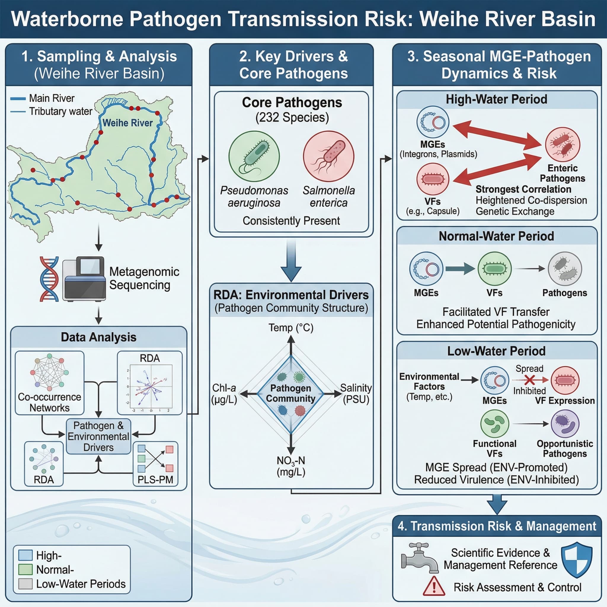 La transmission des agents pathogènes d'origine hydrique représente un risque majeur pour la santé environnementale mondiale. Cette étude utilise le séquençage métagénomique conjointement avec l'analyse de réseau de cooccurrence, l'analyse de redondance (RDA) et la modélisation par les moindres carrés partiels (PLS-PM) pour examiner la distribution et le risque de transmission des agents pathogènes dans le bassin de la rivière Weihe. La recherche a identifié 232 espèces pathogènes dans les eaux principales et affluentes de la rivière Weihe, avec des agents pathogènes centraux, notamment Pseudomonas aeruginosa et Salmonella enterica, constamment observés pendant toutes les périodes hydrologiques. L'analyse RDA a révélé que la température, la salinité, l'azote nitrique et la chlorophylle-a sont des facteurs environnementaux clés influençant la structure de la communauté pathogène. Le modèle PLS-PM démontre des variations saisonnières significatives dans les schémas d'association entre les éléments génétiques mobiles (EGM) et les agents pathogènes. Pendant la période de hautes eaux, les EGM ont présenté la plus forte corrélation avec les agents pathogènes, indiquant un potentiel élevé de co-dispersion et de transfert de gènes.