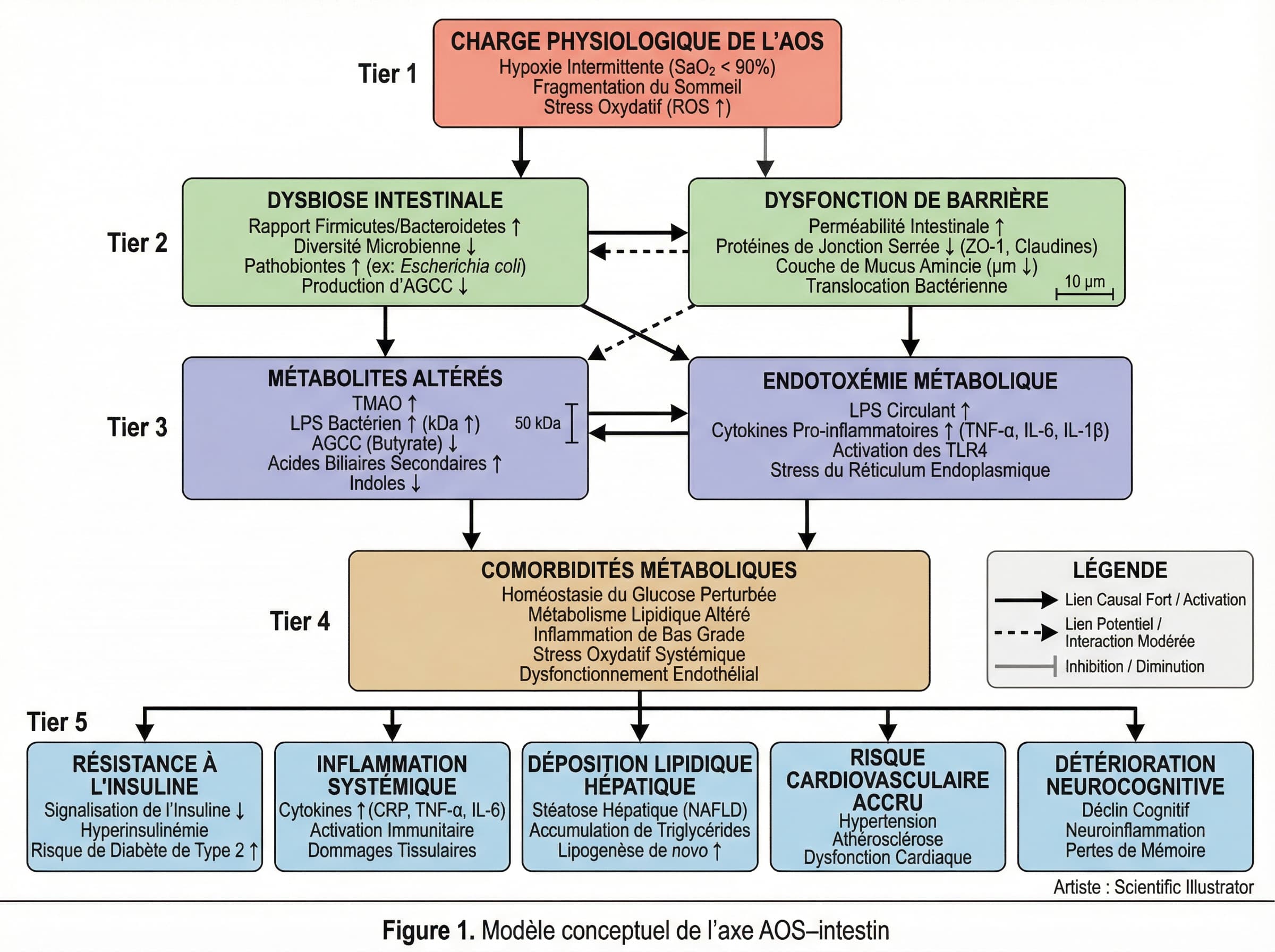 biomedical scientific illustration: A scientific conceptual diagram of the AOS-gut axis rendered as a publication-ready flat schematic for a high-impact journal.