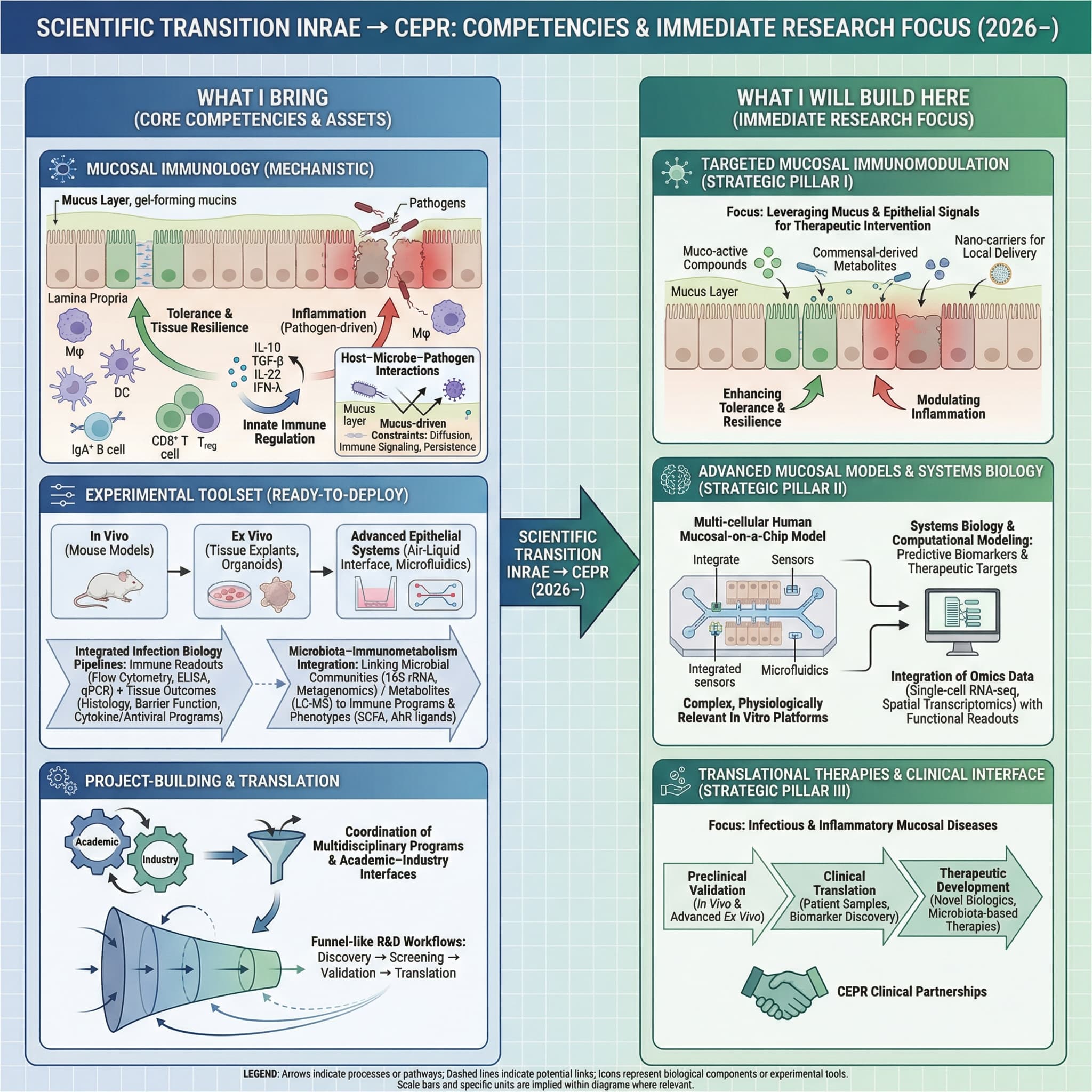 INRAEからCEPRへの科学的移行(2026年~):能力と当面の研究焦点
中核となる能力と資産:
* メカニズムに基づいた粘膜免疫学:粘膜バリアにおける自然免疫調節の専門知識。炎症、寛容、組織の回復力に焦点を当てる。
* 宿主-微生物-病原体相互作用:拡散、免疫シグナル伝達、病原体の持続性に影響を与える粘液主導の制約に重点を置く。
* 統合感染生物学パイプライン:免疫学的指標と組織アウトカム(免疫病理、サイトカイン/抗ウイルスプログラムを含む)の包括的な分析のための、すぐに展開可能な実験ツールセット。
* マイクロバイオータ-免疫代謝統合:微生物群集と代謝産物を免疫プログラムおよび表現型に結び付ける。
* トランスレーショナルな経験:in vivo、ex vivo、および高度な上皮システム間を移動し、発見を実用的な仮説に変換する実証済みの能力。
* プロジェクトの構築とトランスレーション:学際的なプログラムと産学連携の調整。ファンネル型のR&Dワークフローの構築。